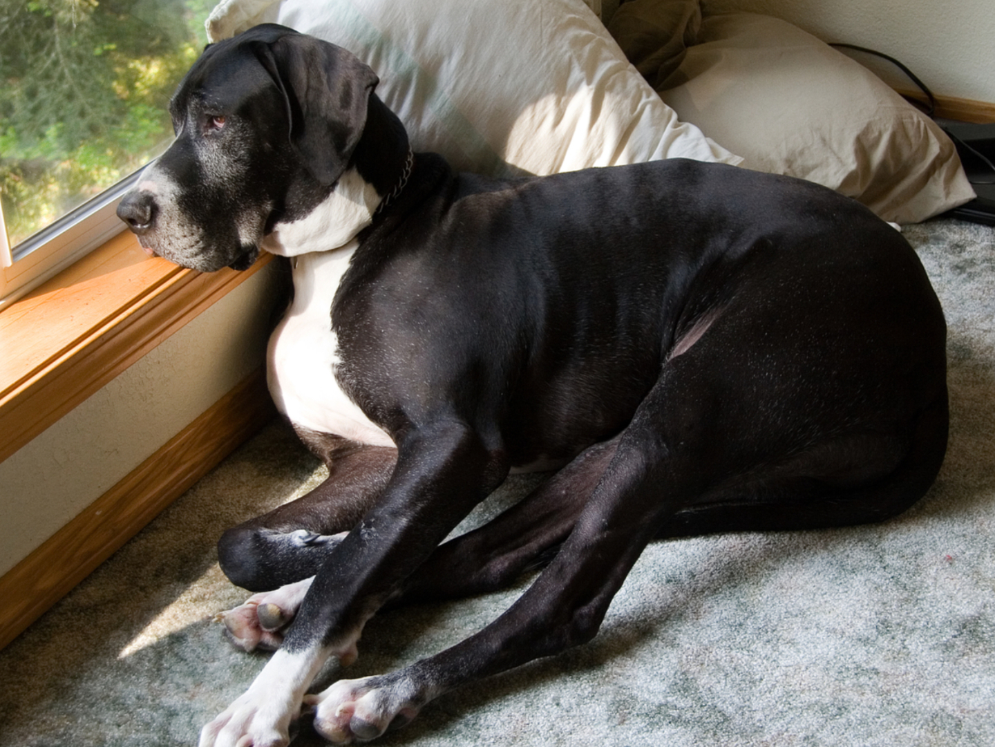 Are Great Danes Good Family Dogs?