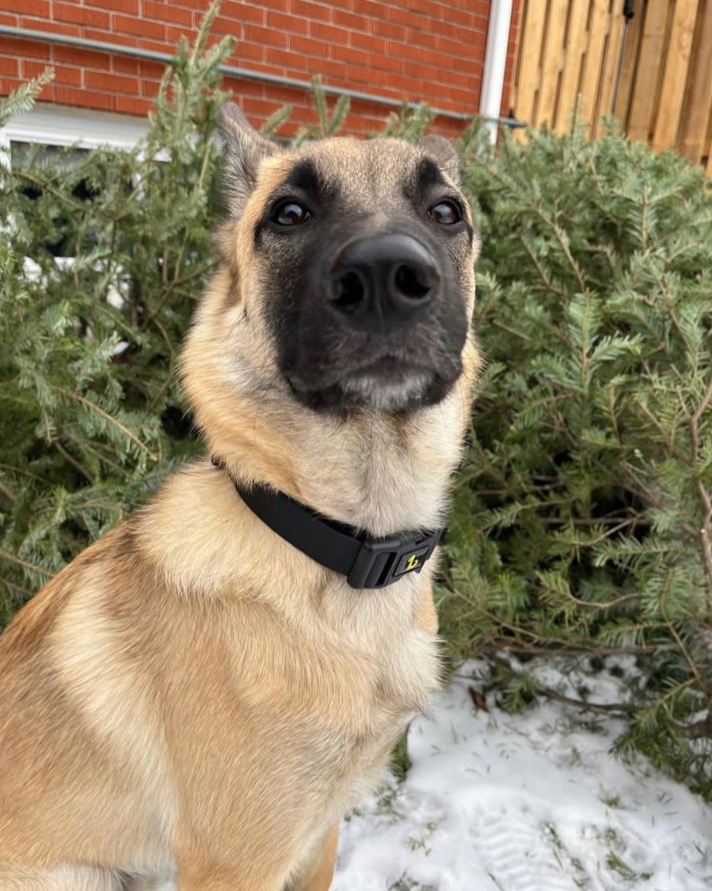 A dog looking at the camera while his owner wonders what is the rarest Belgian Malinois color?