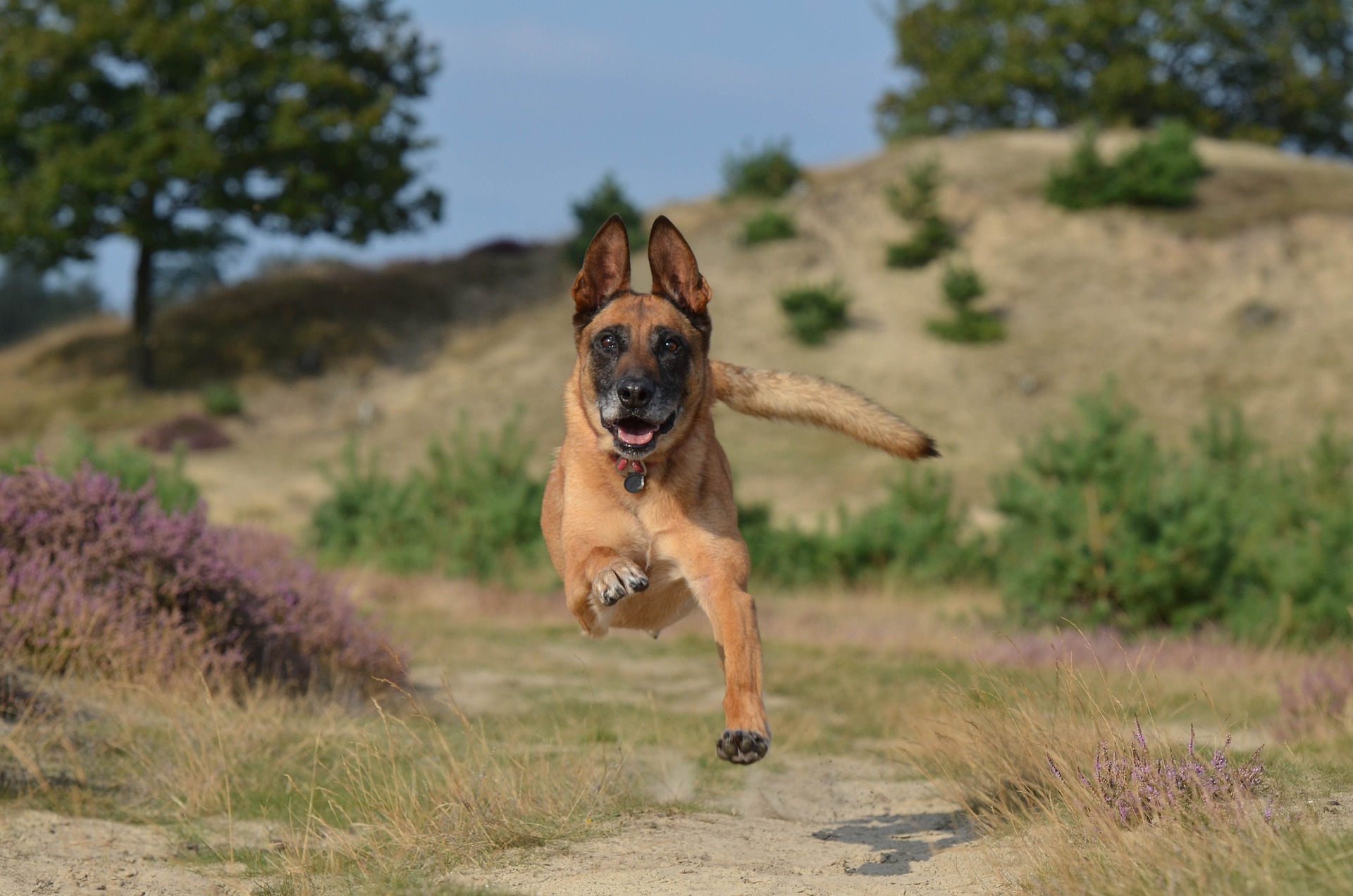 a beautiful dog running around while his owner wonders What is the rarest color of Belgian Malinois?
