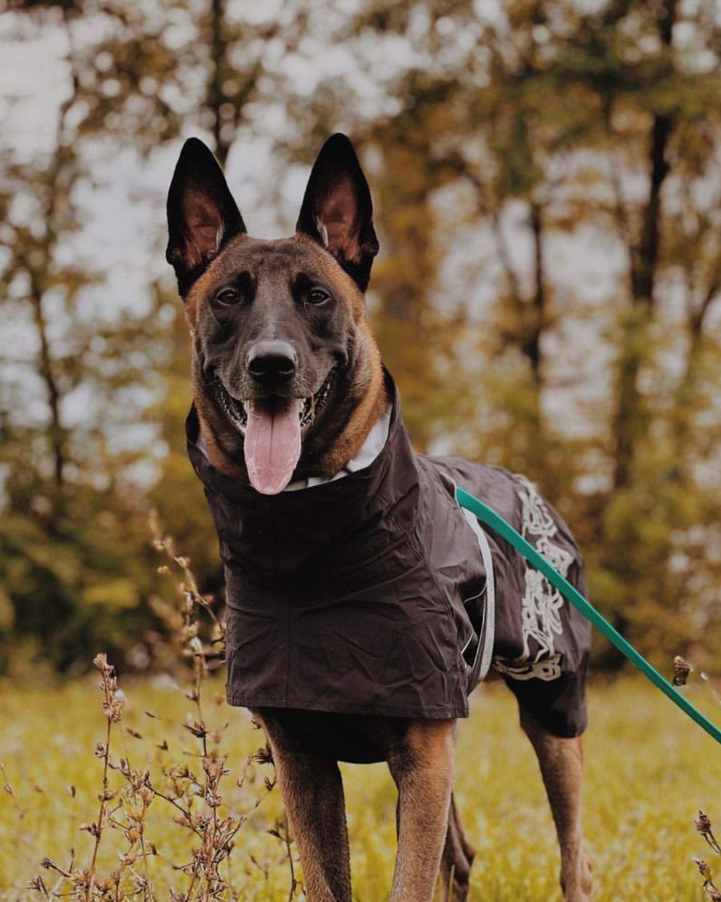 A stunning Belgian Malinois on a walk while his owner wonders is the Belgian Malinois a good family dog?