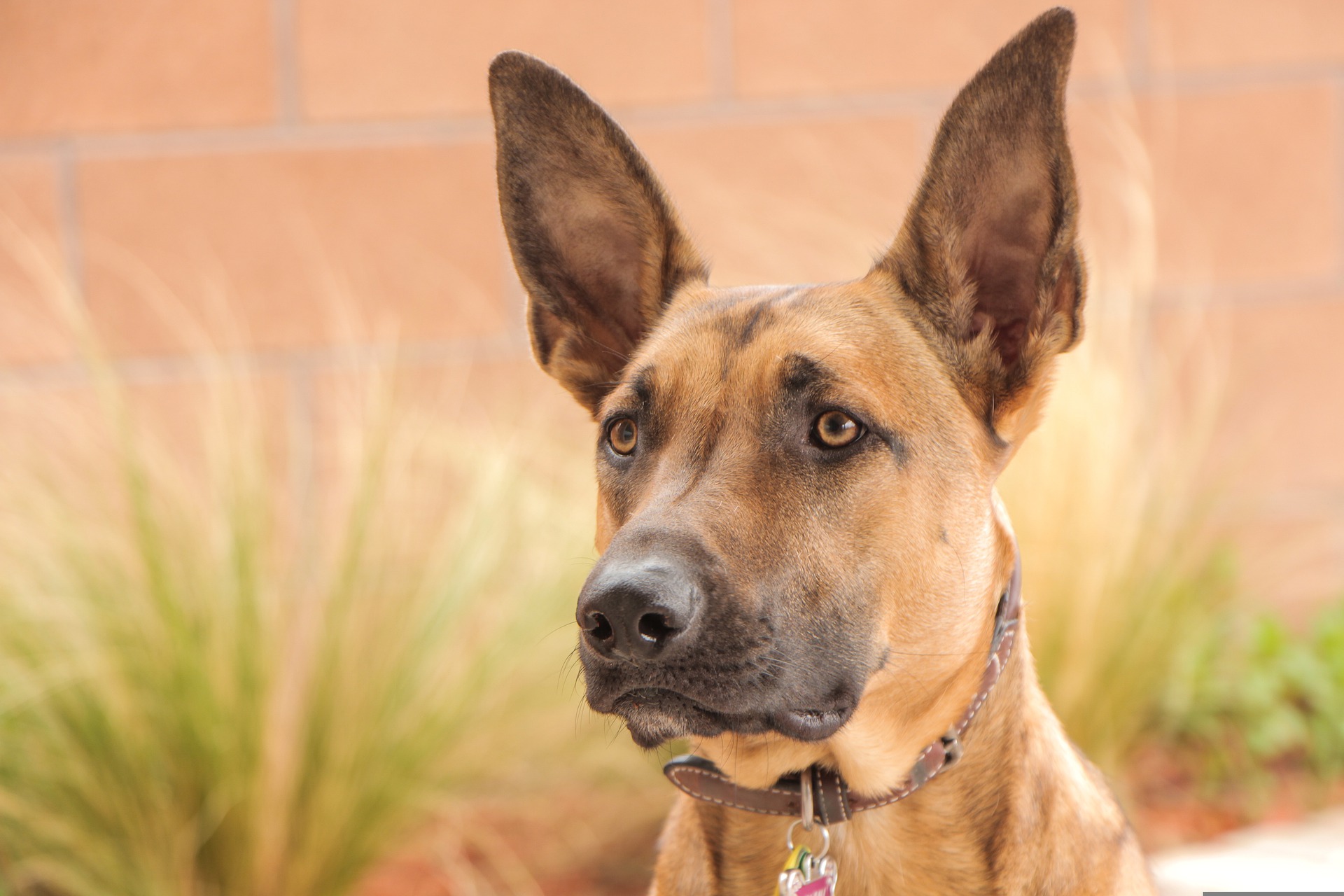 A beautiful dog looking at the camera while his owner wonders Is The Belgian Malinois A Good Family Dog?