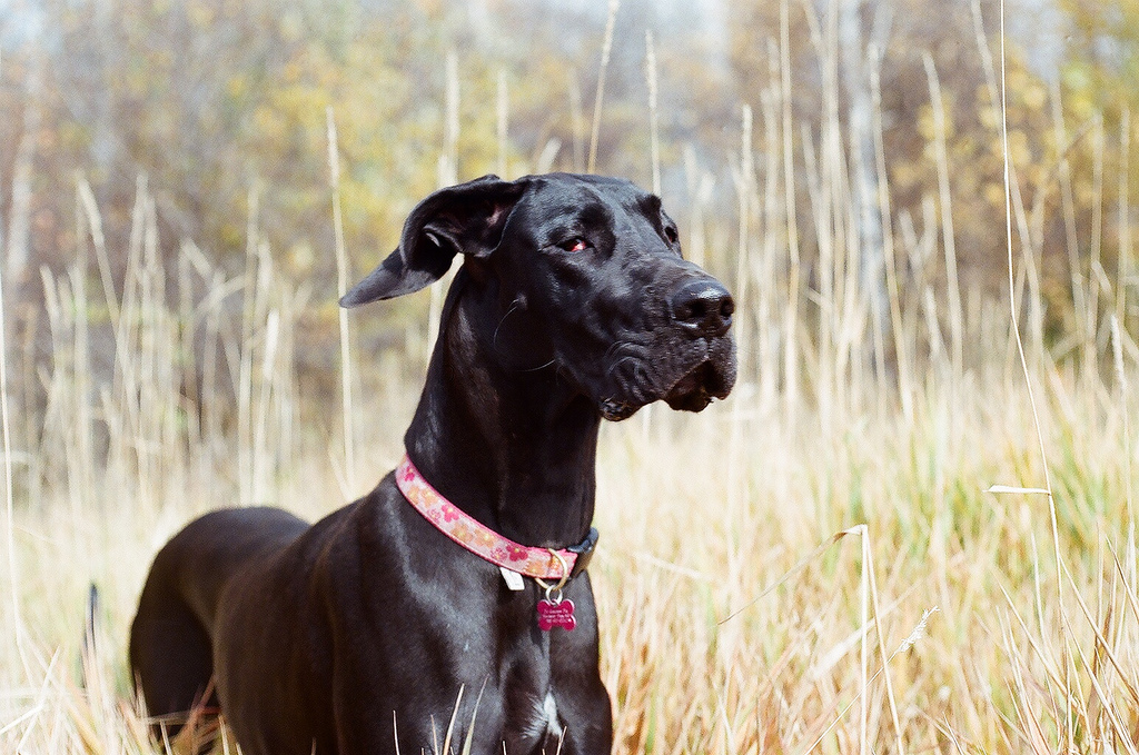 How Big Do Black Great Danes Get And How Fast Do They Reach Maturity