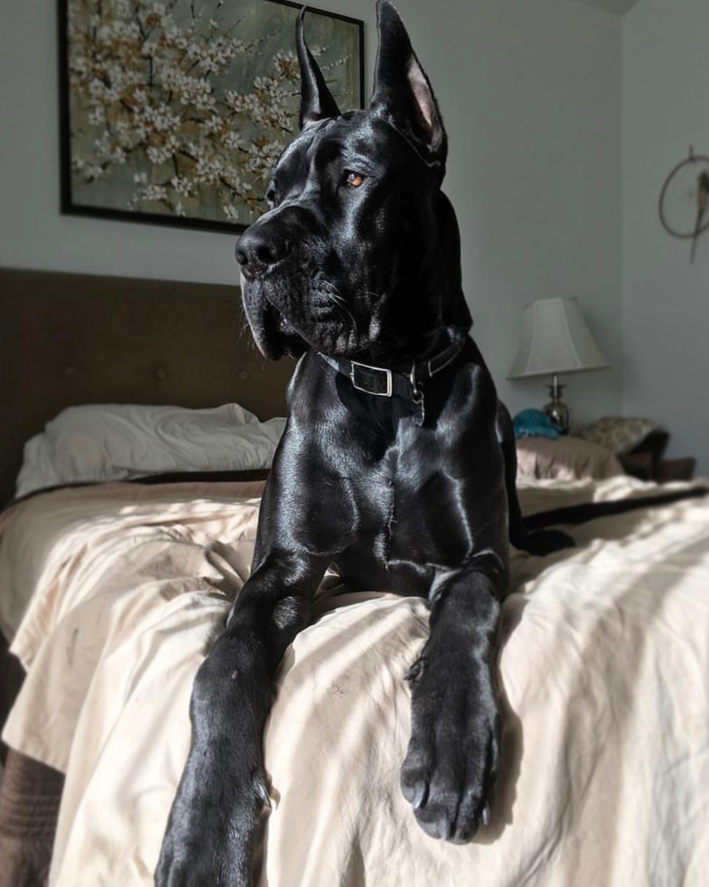 Dog laying on a bed while his owner wonders how big do black great danes get