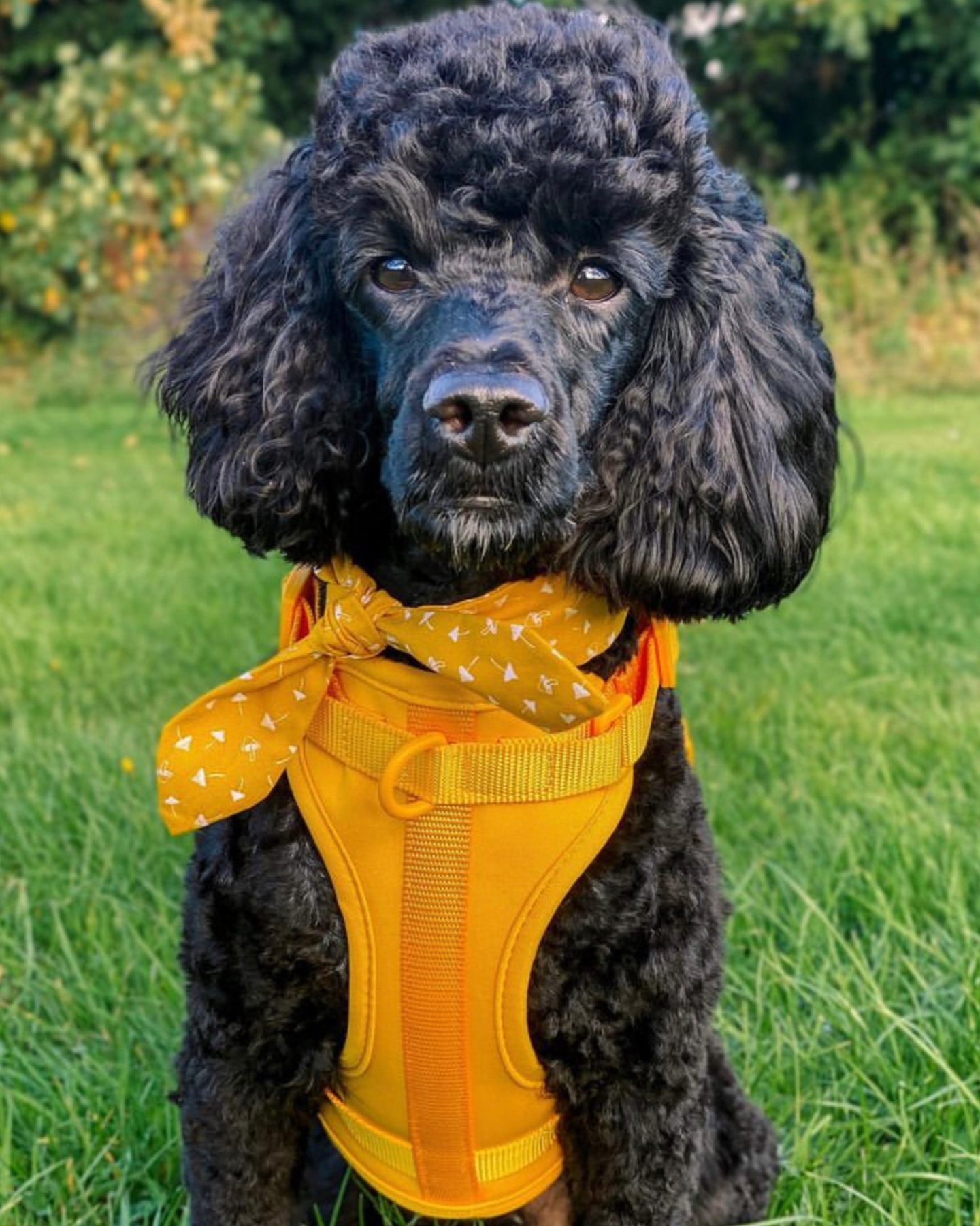 An adorable black dog with orange collar posing while someone wonders are black labradoodles good dogs?