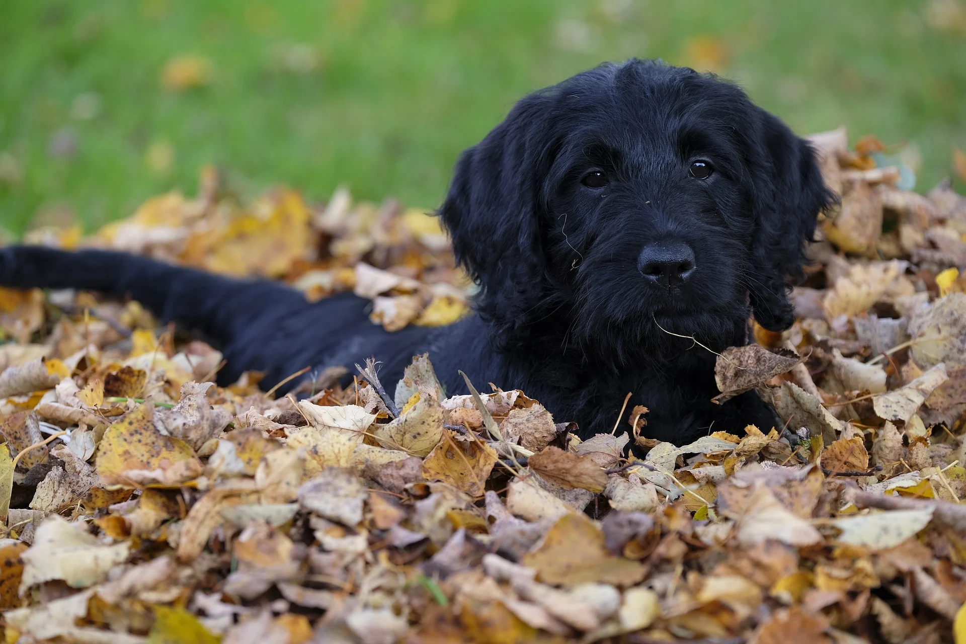 A black labradoodle laying on the ground while his owner wonders are Labradoodles good dogs