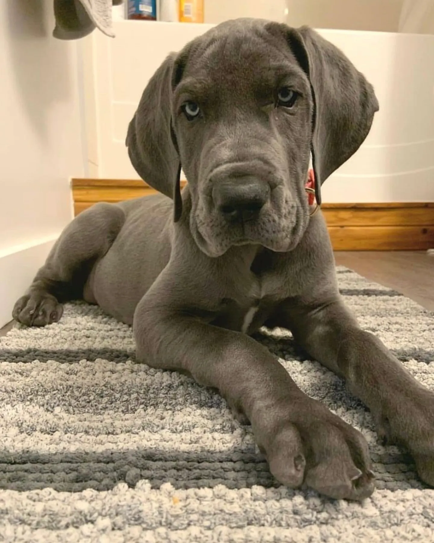 A blue great dane sitting on the floor while hos owner wonders what is the rarest great dane color?
