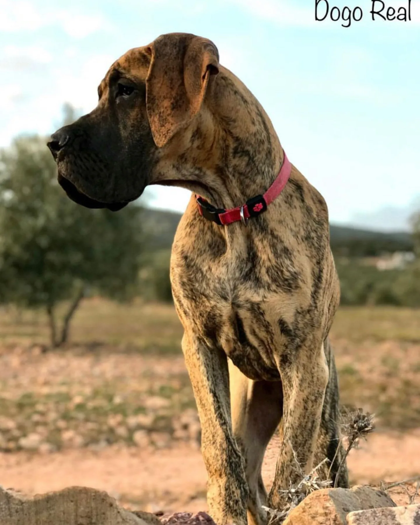 A brindle great dane walking outside while someone wonders what is the rarest great dane color?