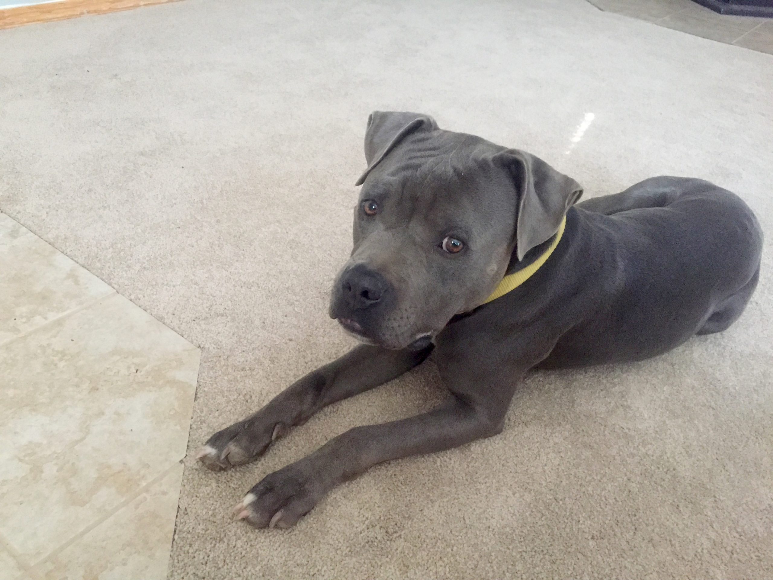 An adorable puppy laying on the floor while someone wonders Is the Cane Corso Pitbull mix a good choice for me?