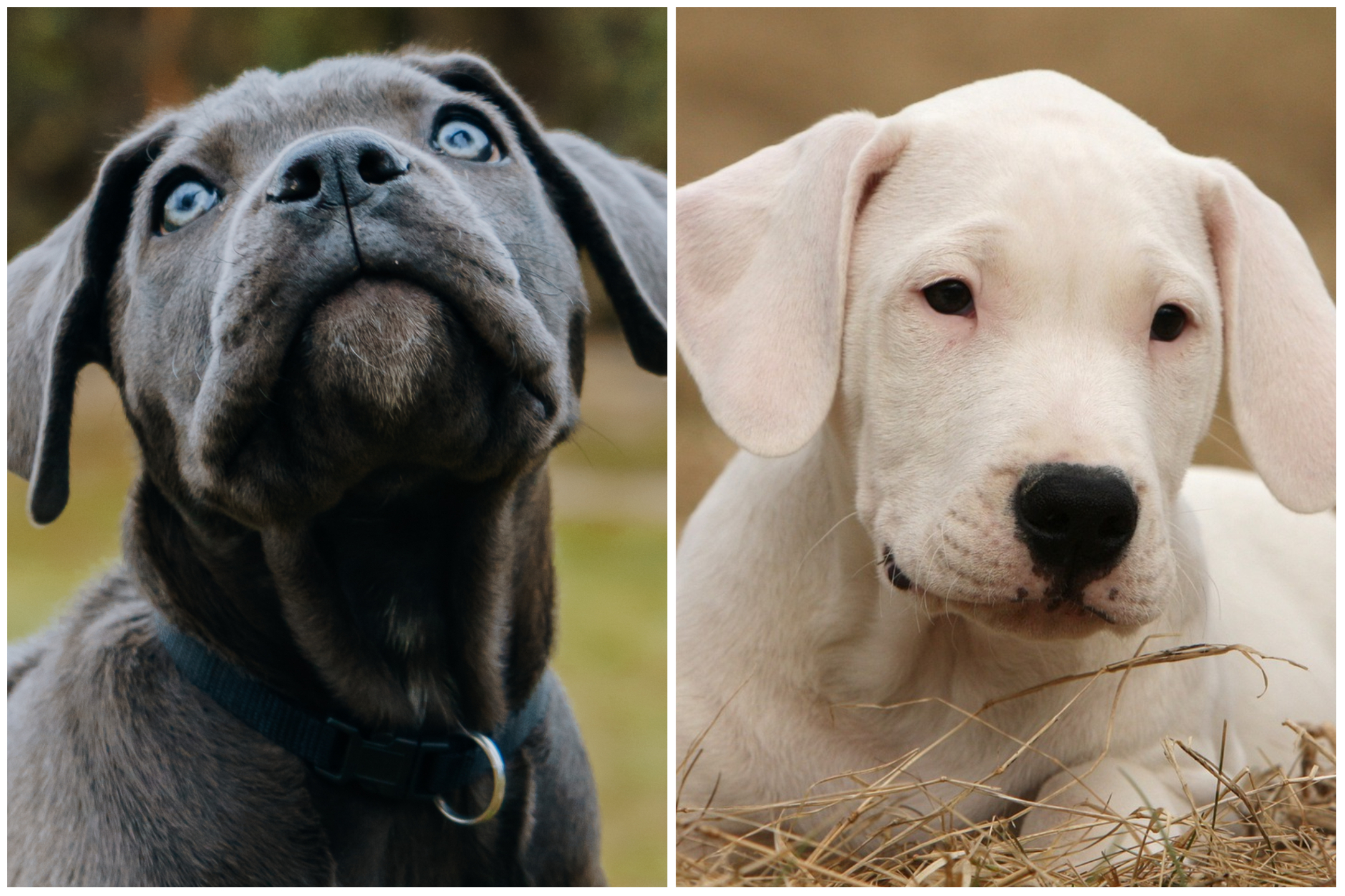 Cane Corso VS Dogo Argentino: Which Breed Wins?