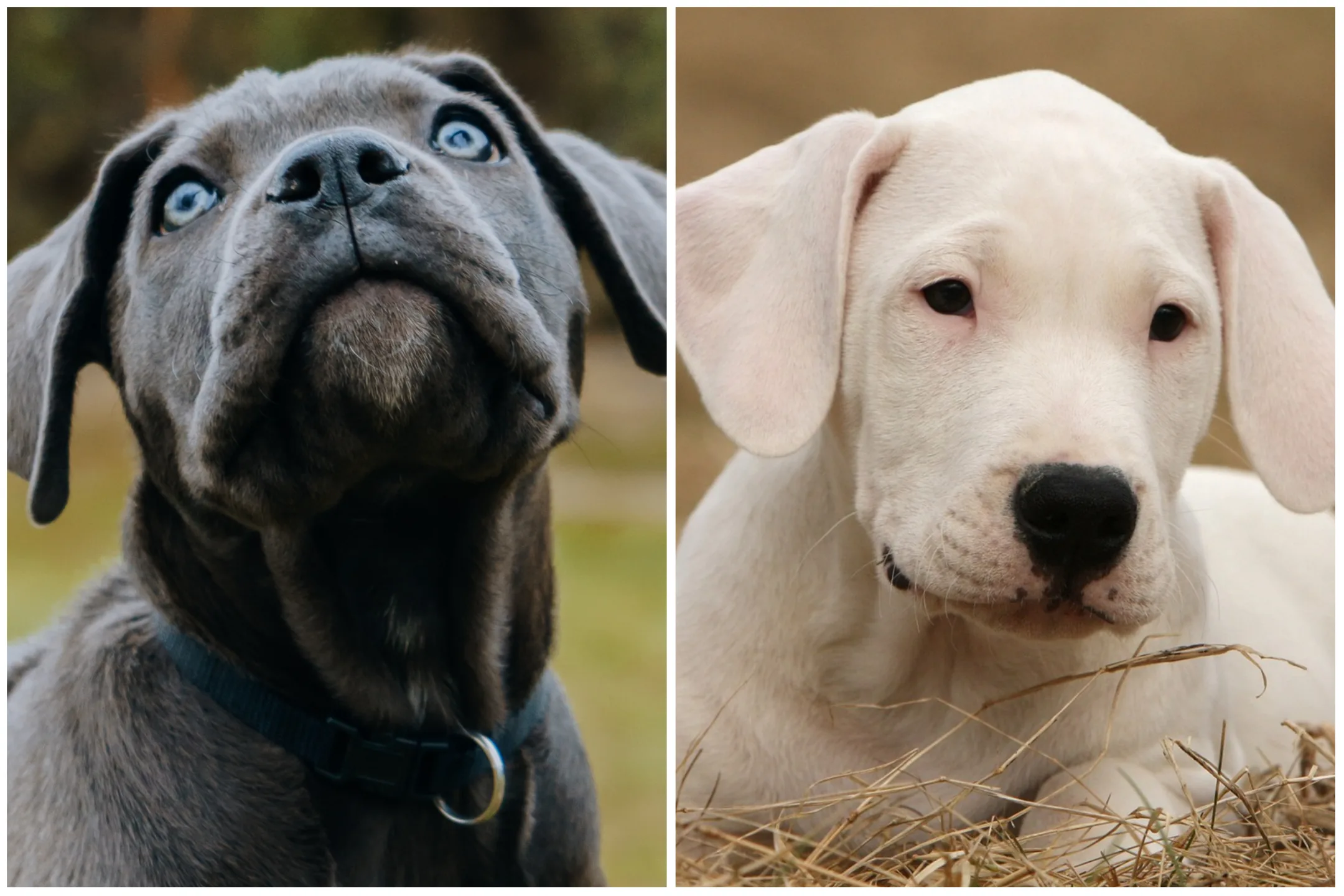 Cane Corso VS Dogo Argentino Which of these two breeds should you choose