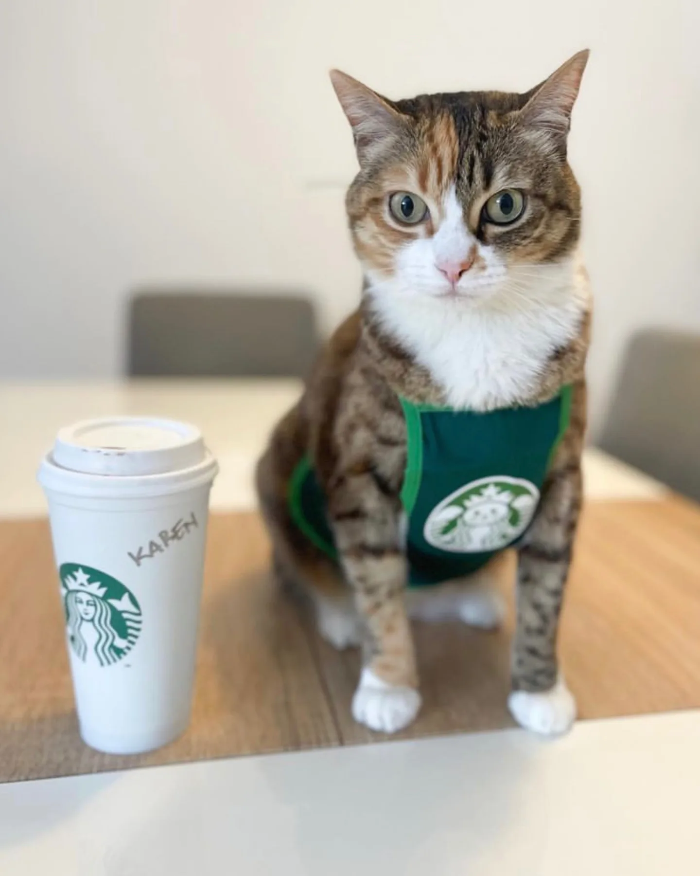 A cat with a Starbucks drink sitting on the table