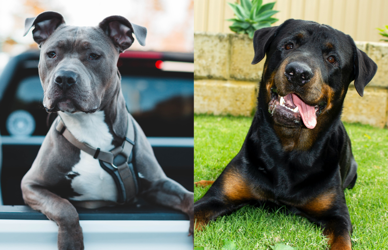 Is it illegal to breed a Pitbull and a Rottweiler?