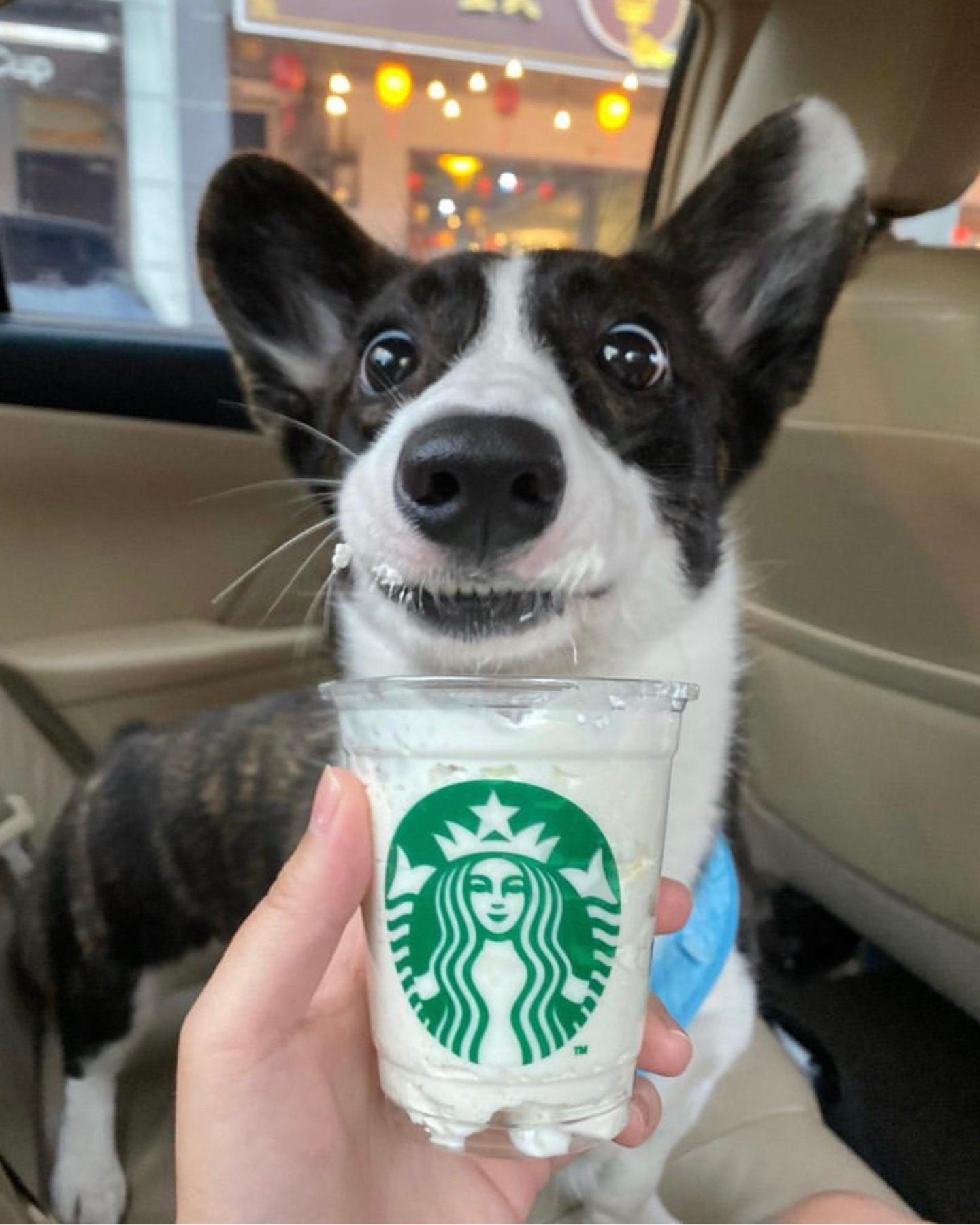 A Corgi enjoying his Puppuccino drink