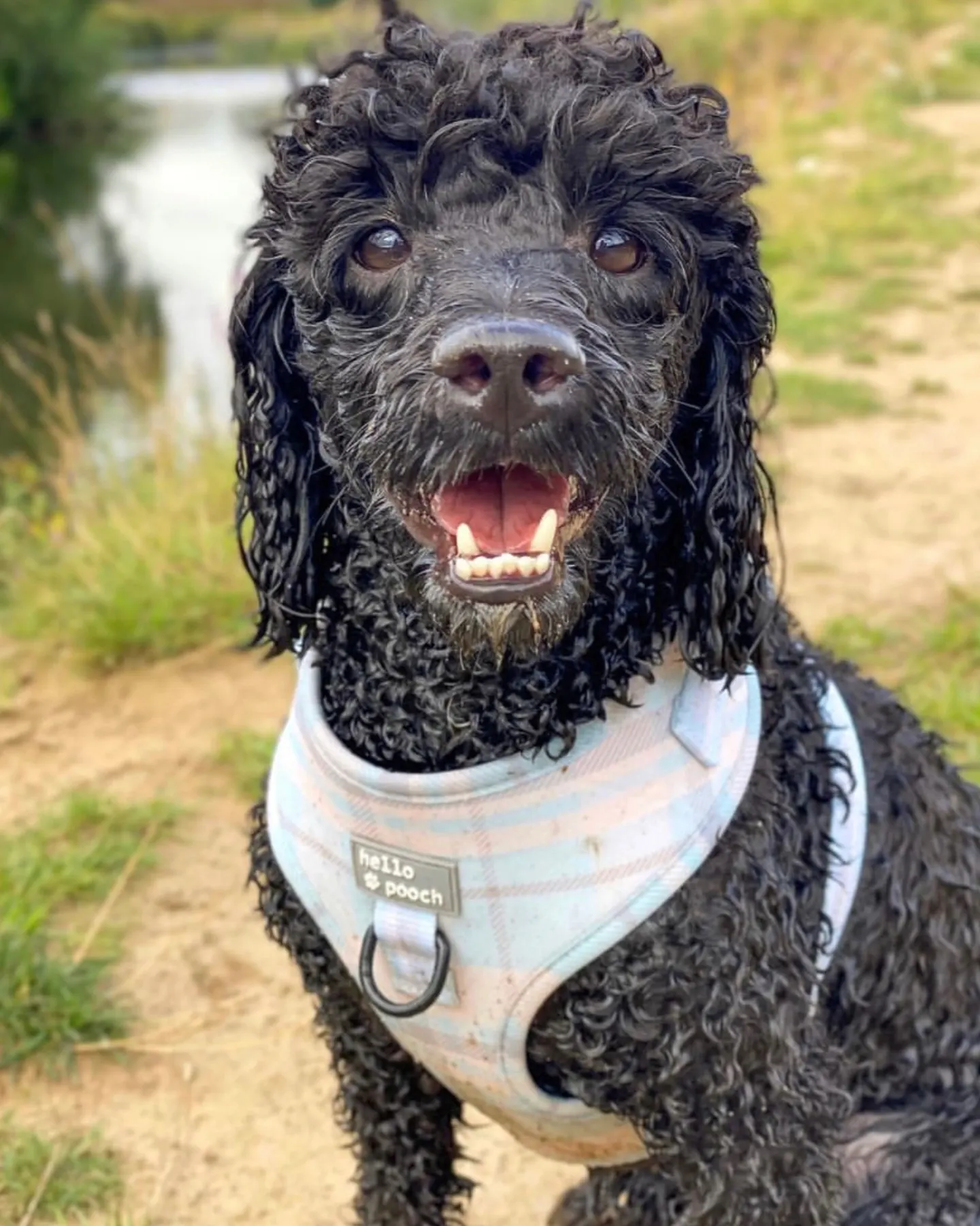 A black Labradoodle smiling adorably at the camera