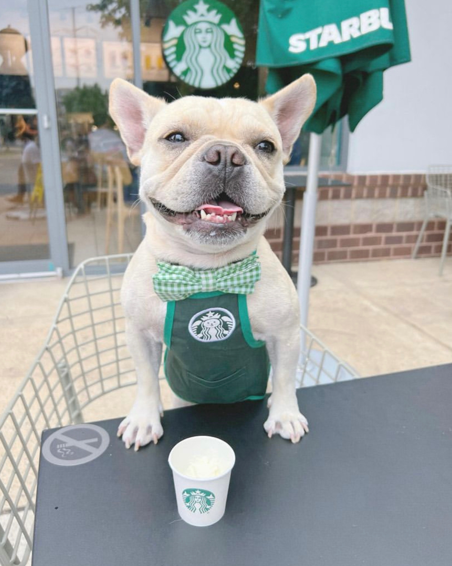 An adorable dog with his Starbucks order 