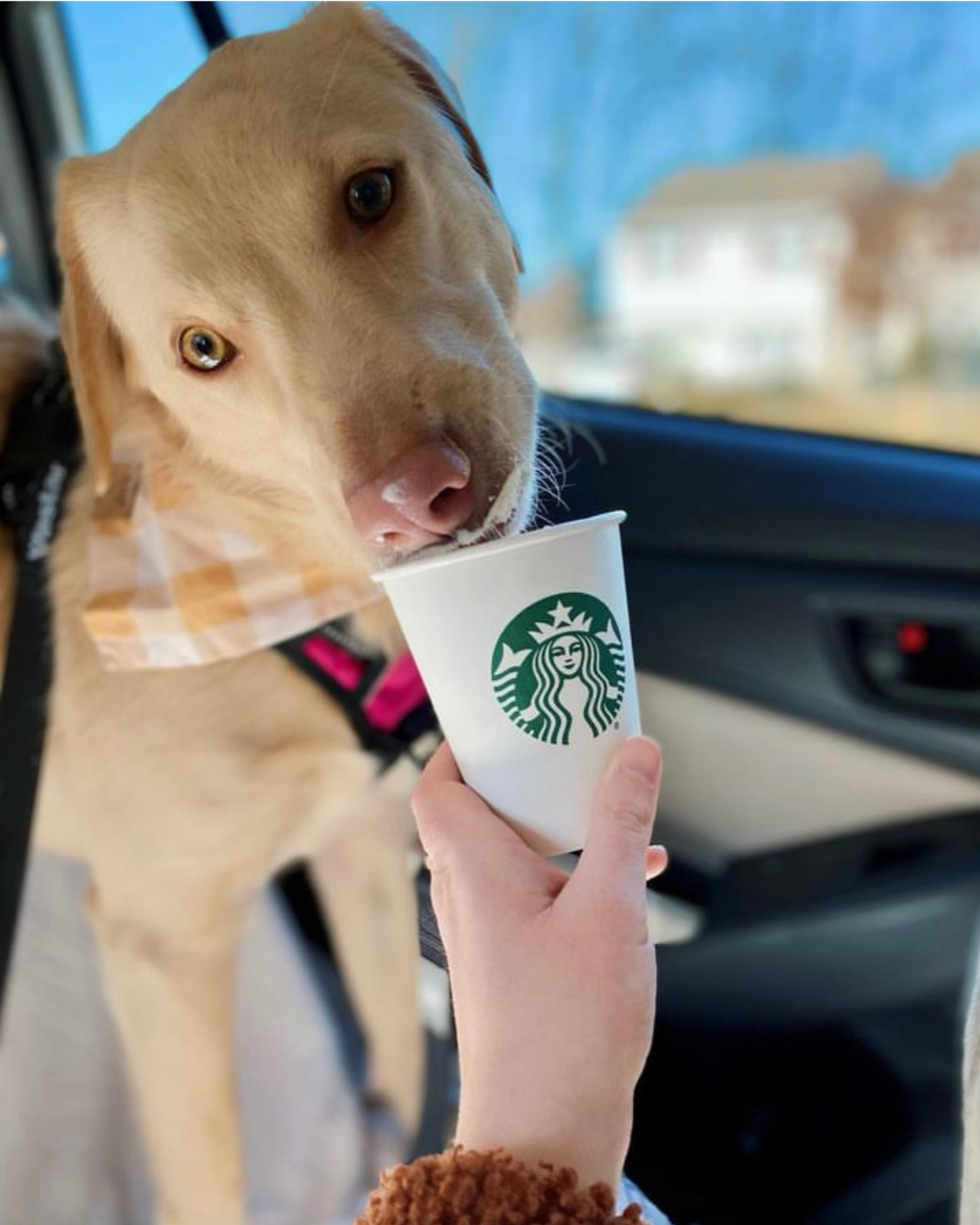 A dog enjoying his treat while his owner wonders what is a Starbucks Puppuccino made of?