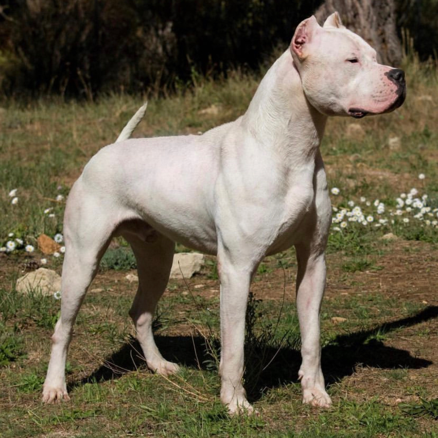 A dog standing proudly while his owner wonders are Dogo Argentino dogs aggressive?