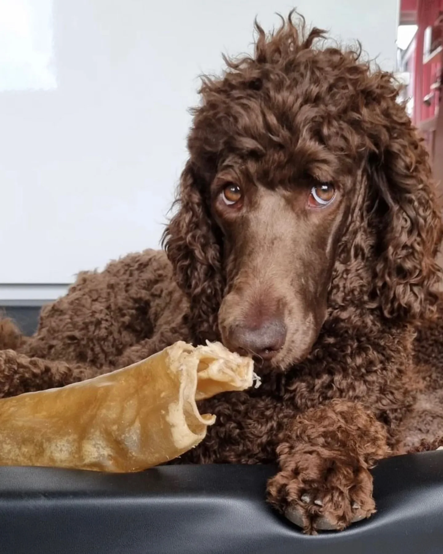A brown Poodle chewing on her treat while her owner wonders how much is a brown Poodle