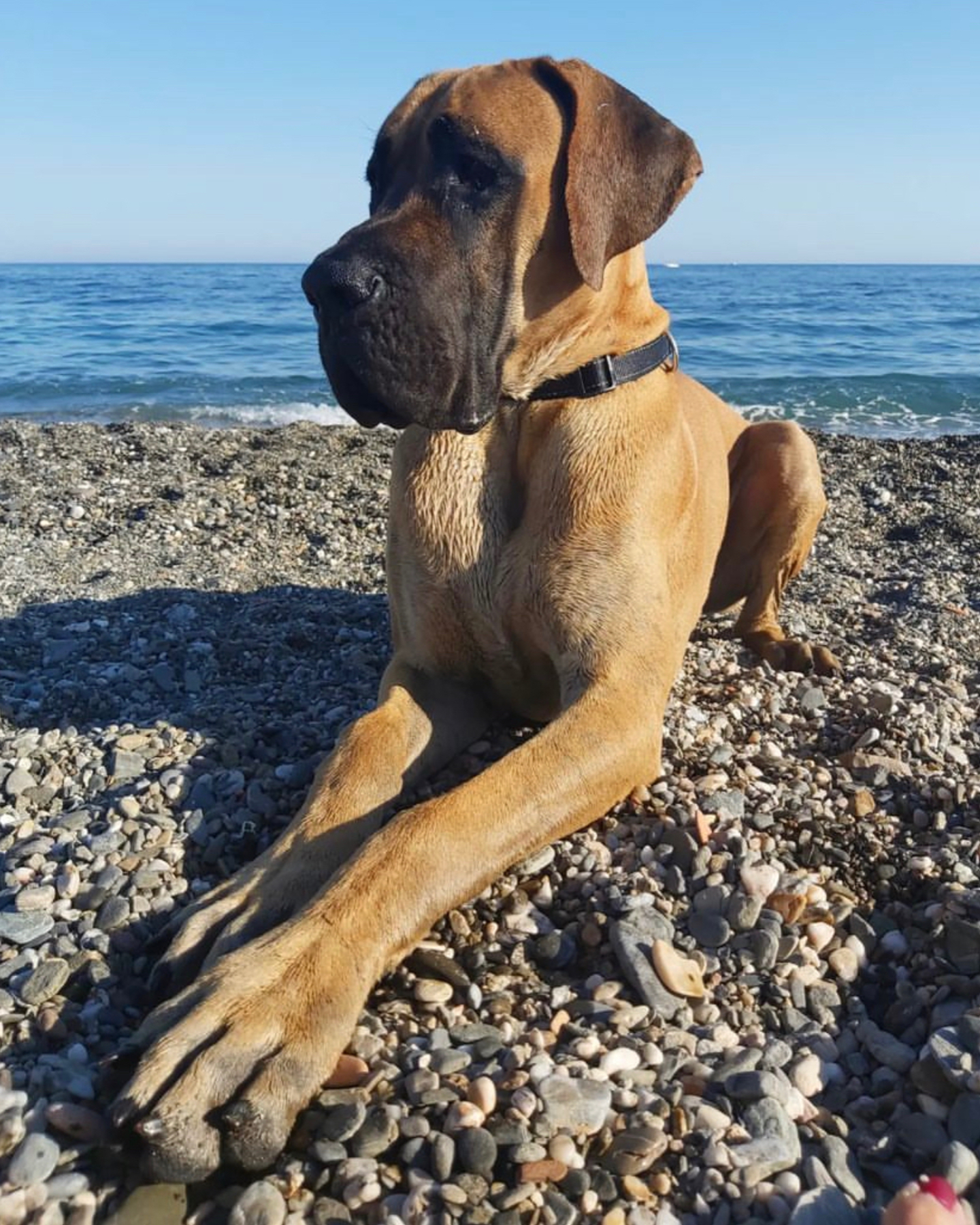 A fawn great dane dog on the beach