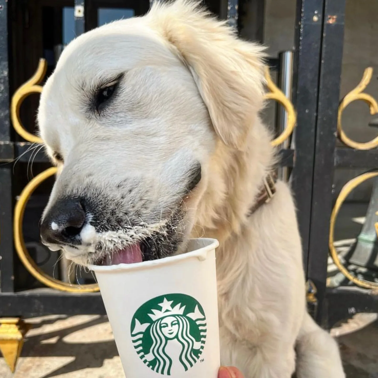Golden Retriever enjoying a treat while his owner wonders what is a Starbucks Puppuccino made of?