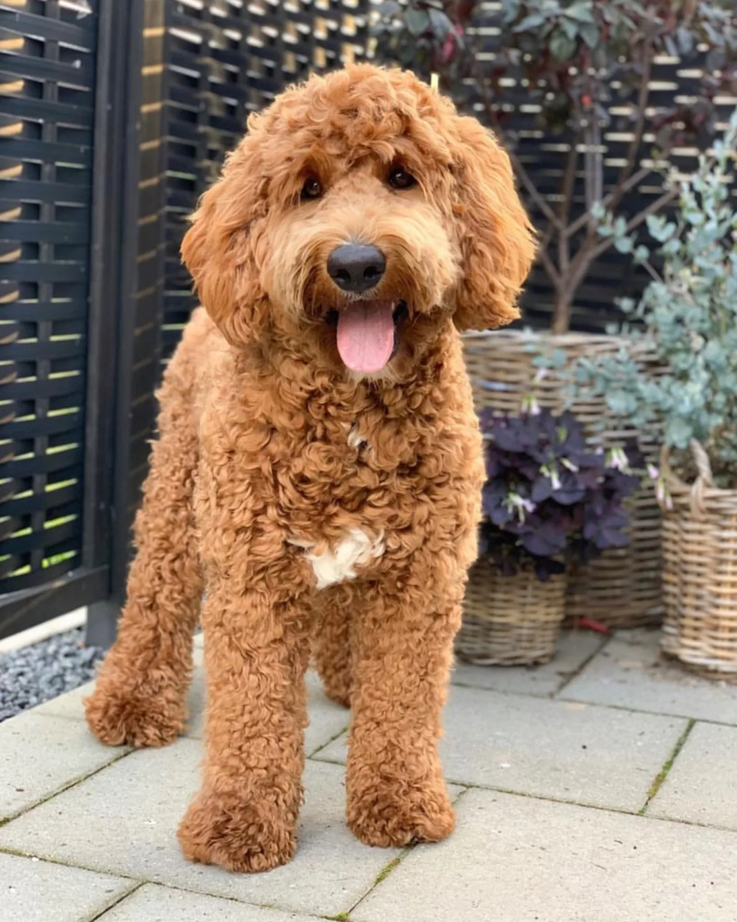 Labradoodle VS Goldendoodle which breed would be better for you