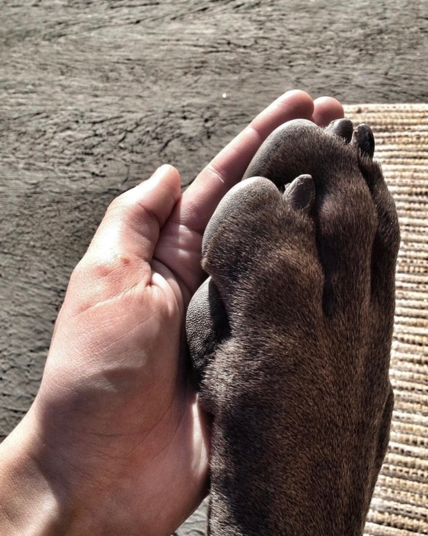 A human hand and the paw of a Great Dane