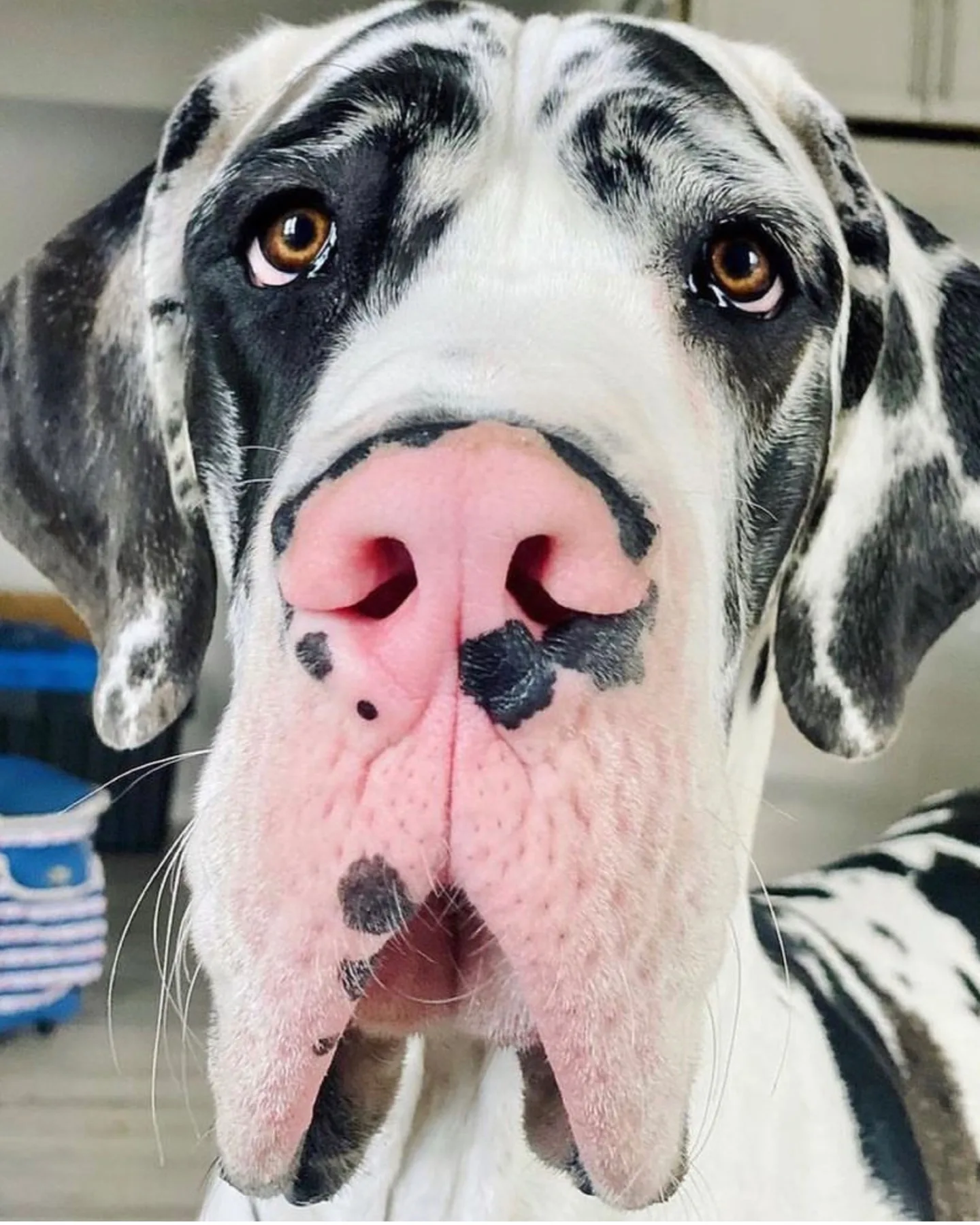 A dog looking gently at the camera while his owner wonders Are Great Danes good family dogs?