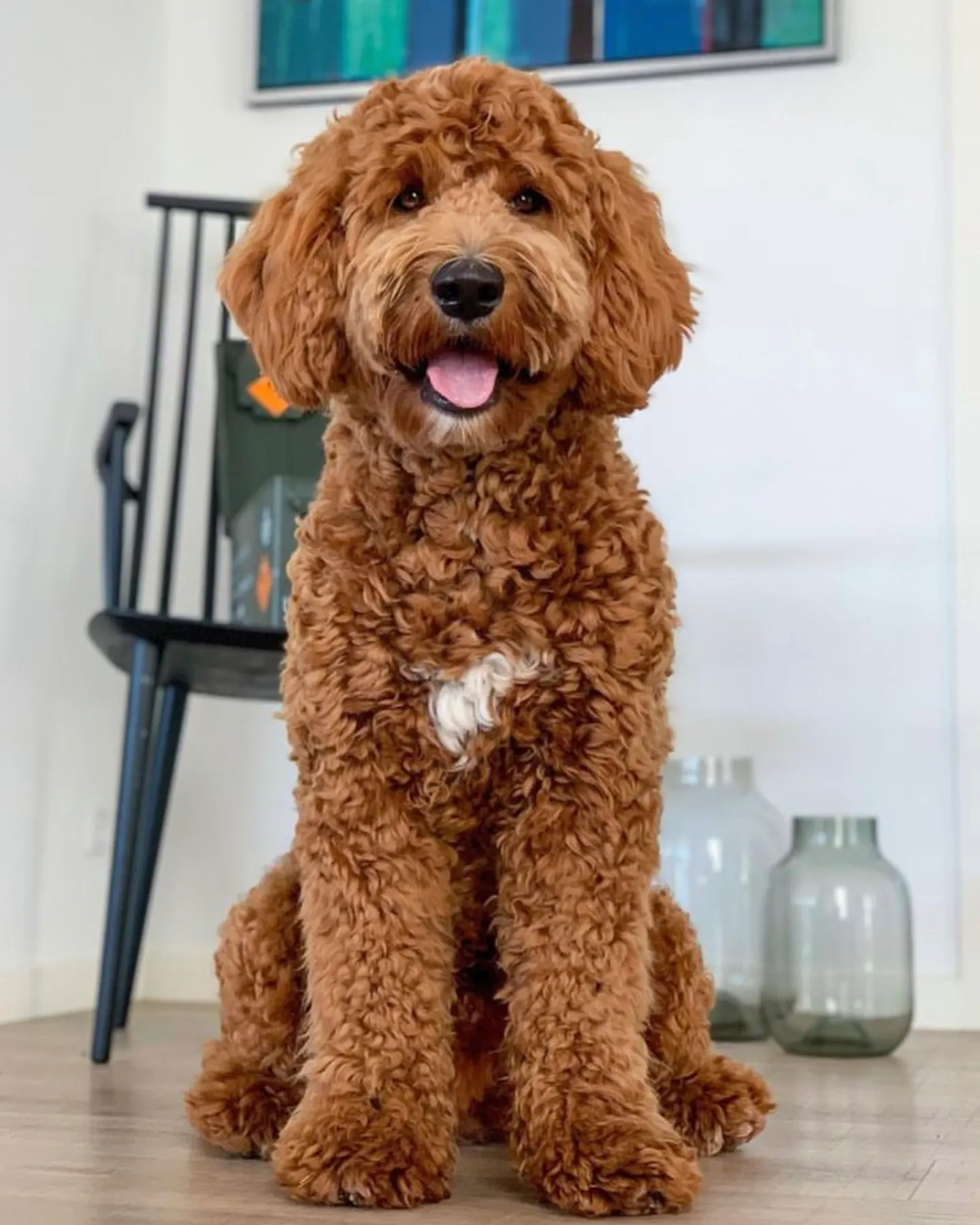 Labradoodle VS Goldendoodle Which of these two breeds is more expensive