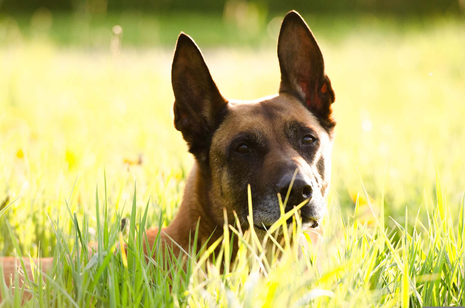 a beautiful dog relaxing in the grass while someone wonders how long do belgian malinois live