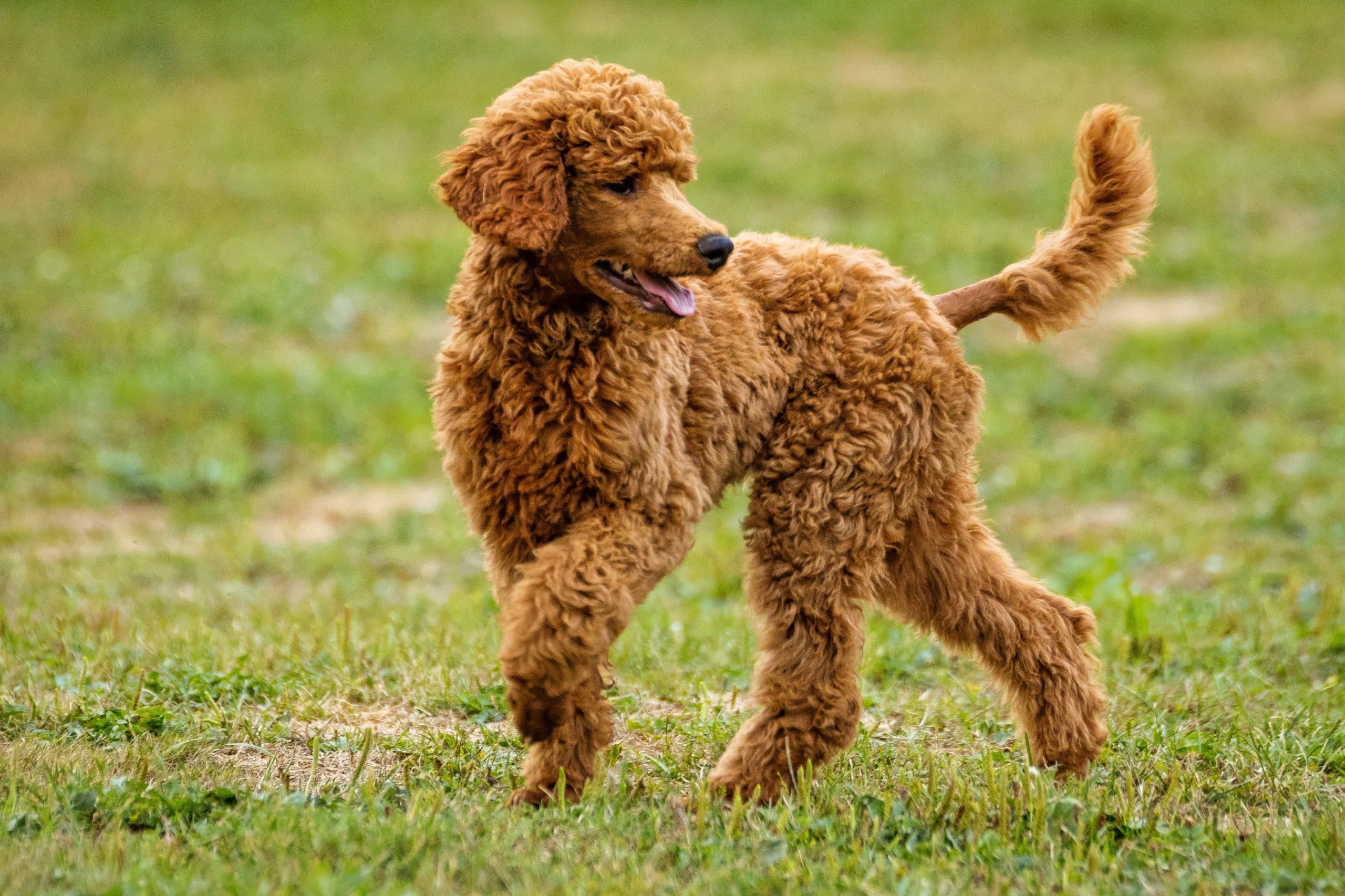 How much is a brown Poodle puppy to buy and upkeep?