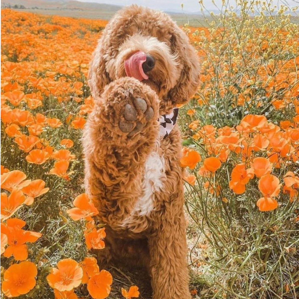 What Is The Rarest Labradoodle Color?