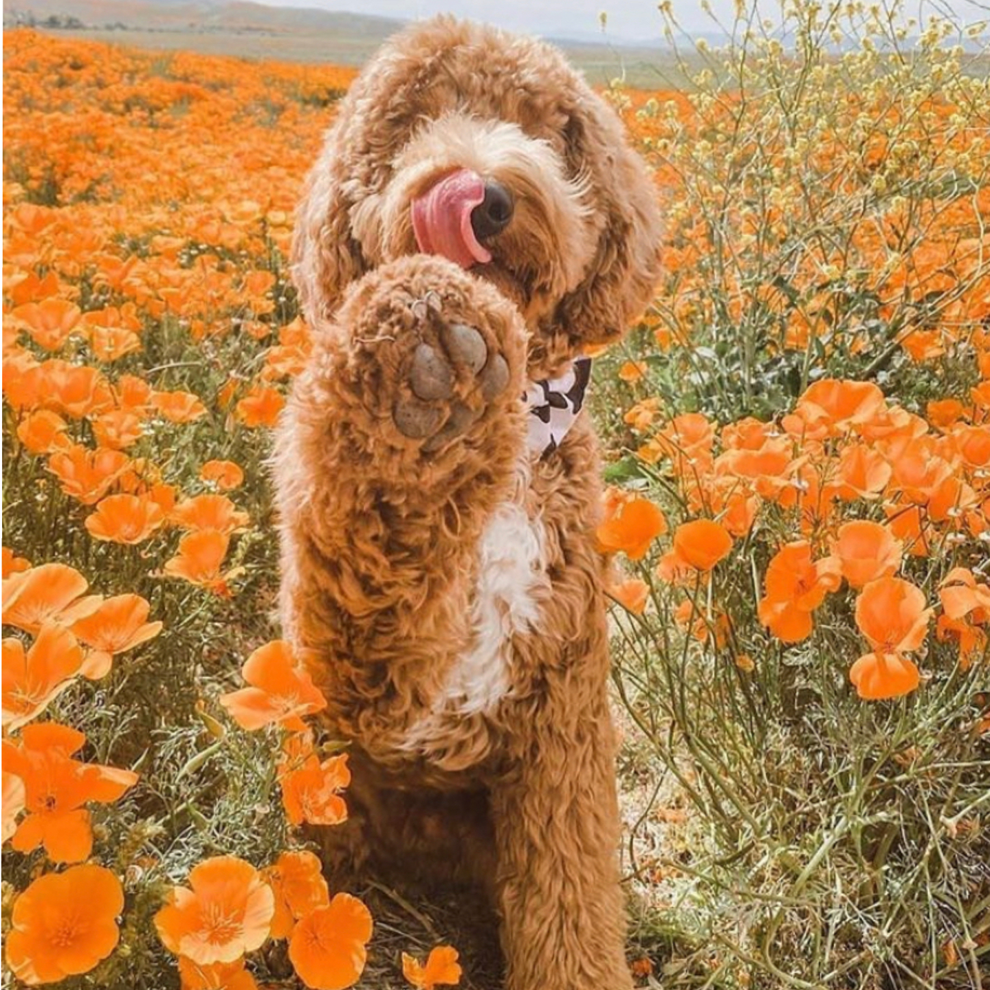 A Labradoodle dog in a field of flowers