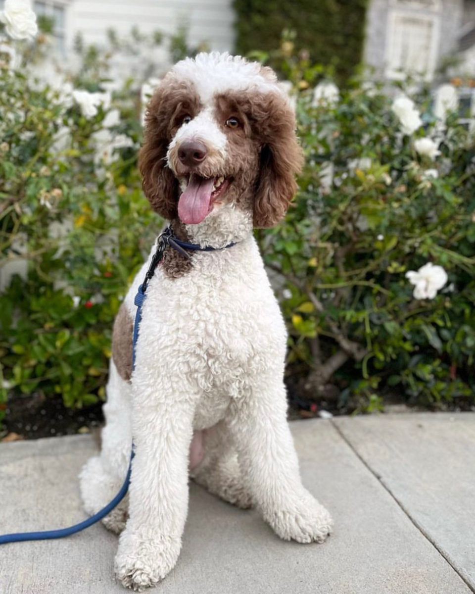 The Colorful World Of Poodles Which Is The Rarest?