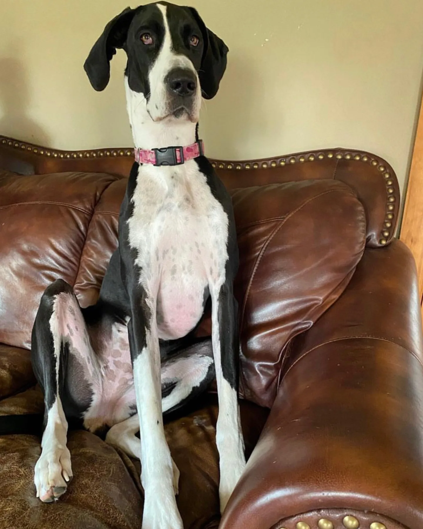 A mantle great dane relaxing while his owner ask what is the rarest great dane color?