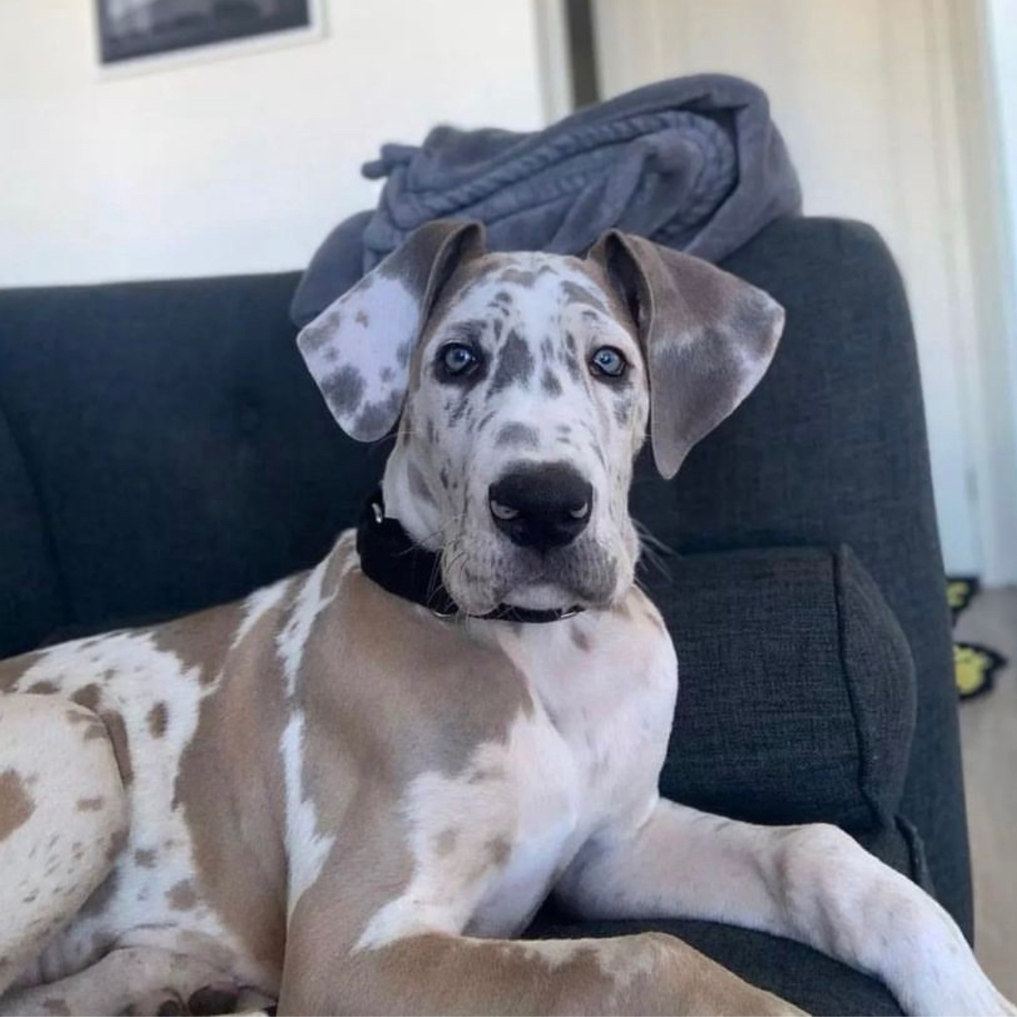 A merle great dane dog on the couch