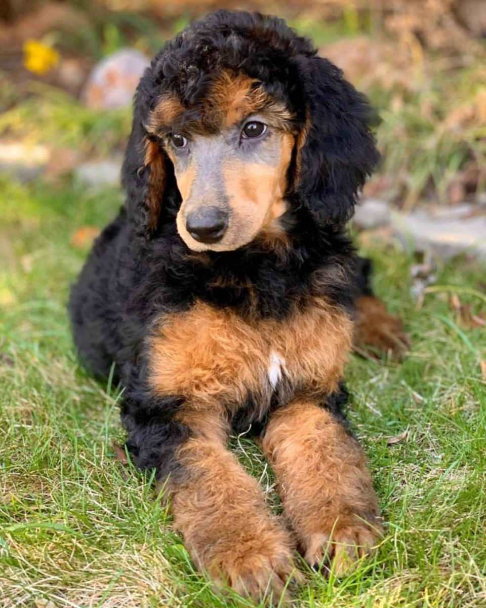 The Colorful World Of Poodles Which Is The Rarest?