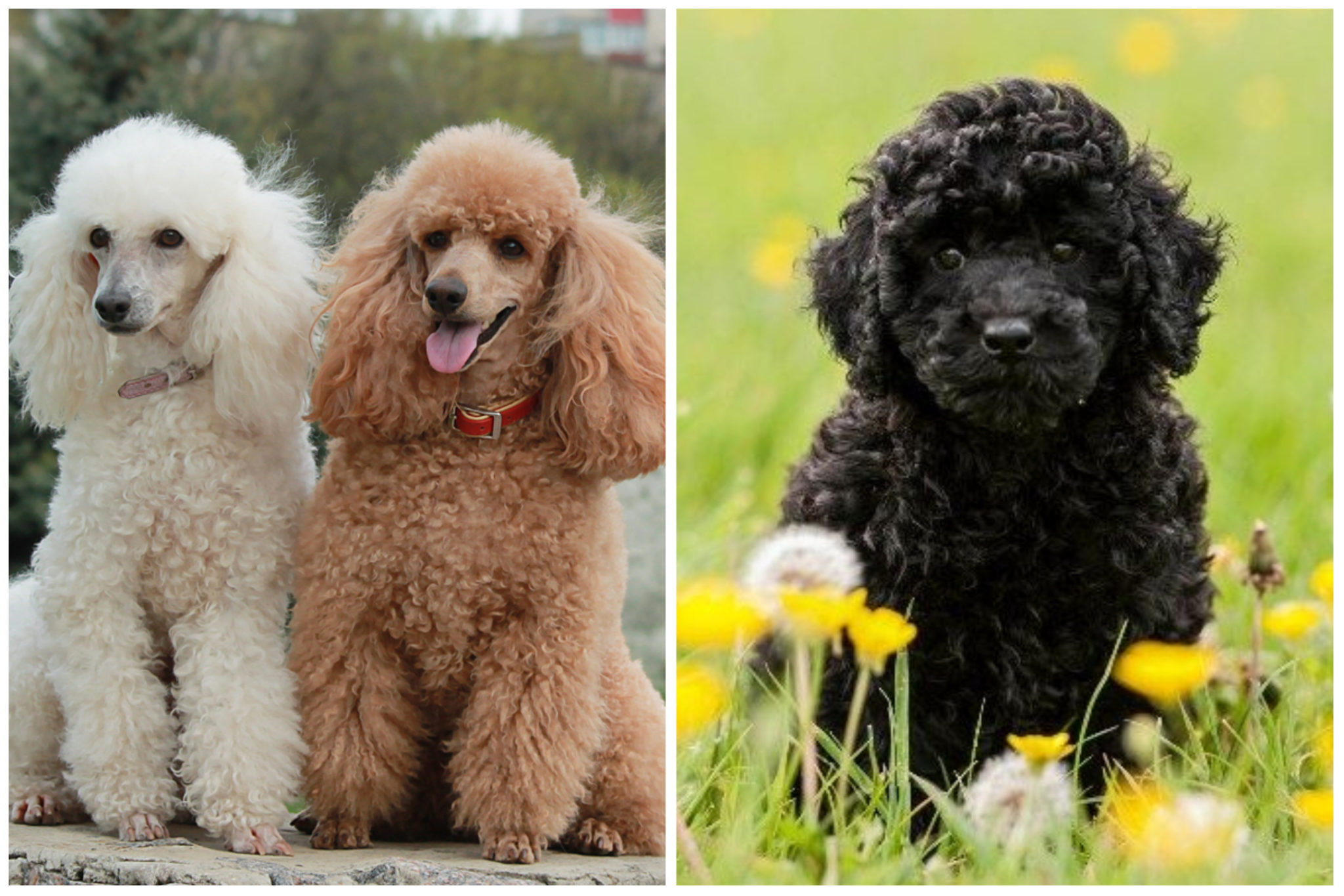 The Colorful World Of Poodles Which Is The Rarest?