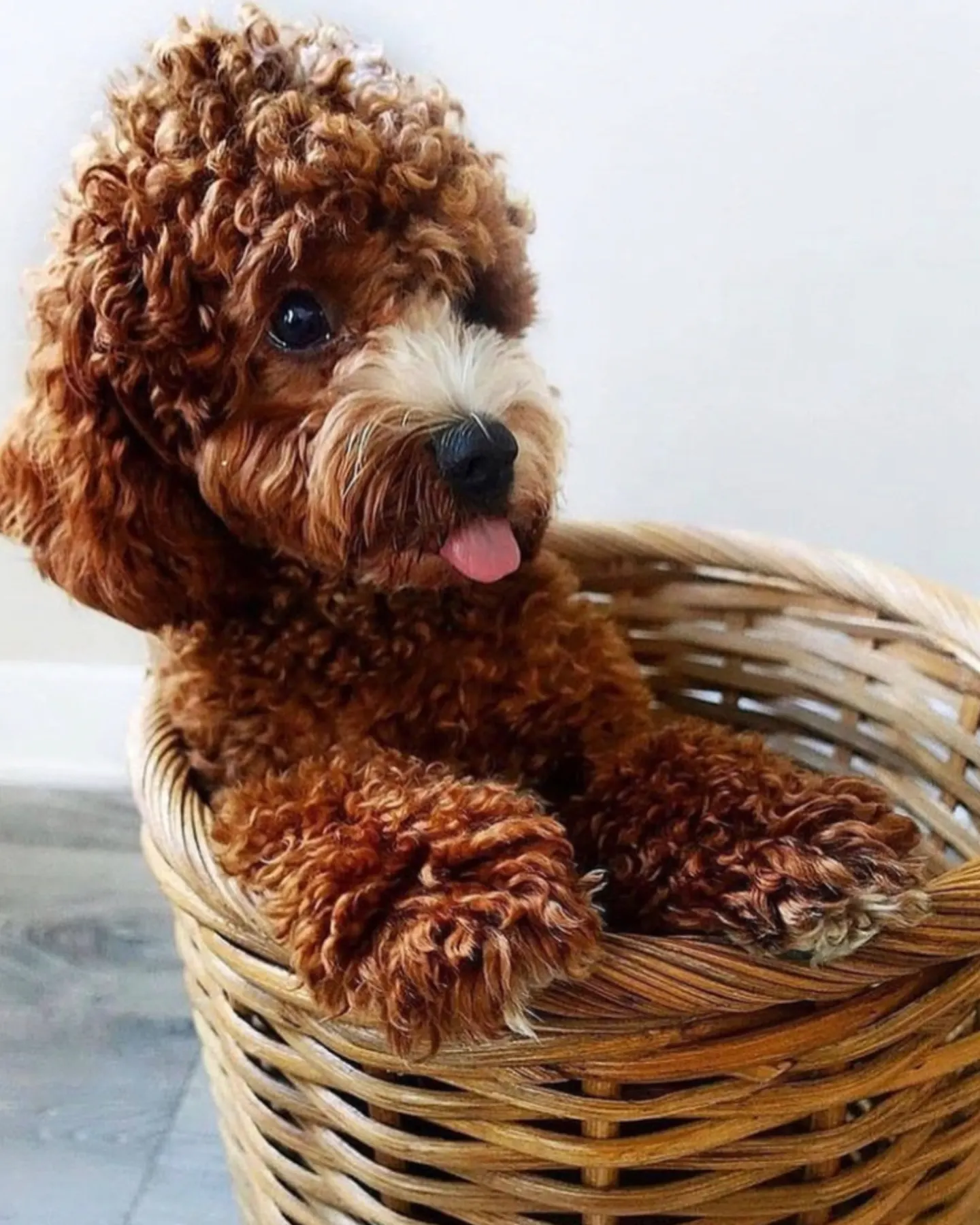 Poodle in basket sticking his tongue out
