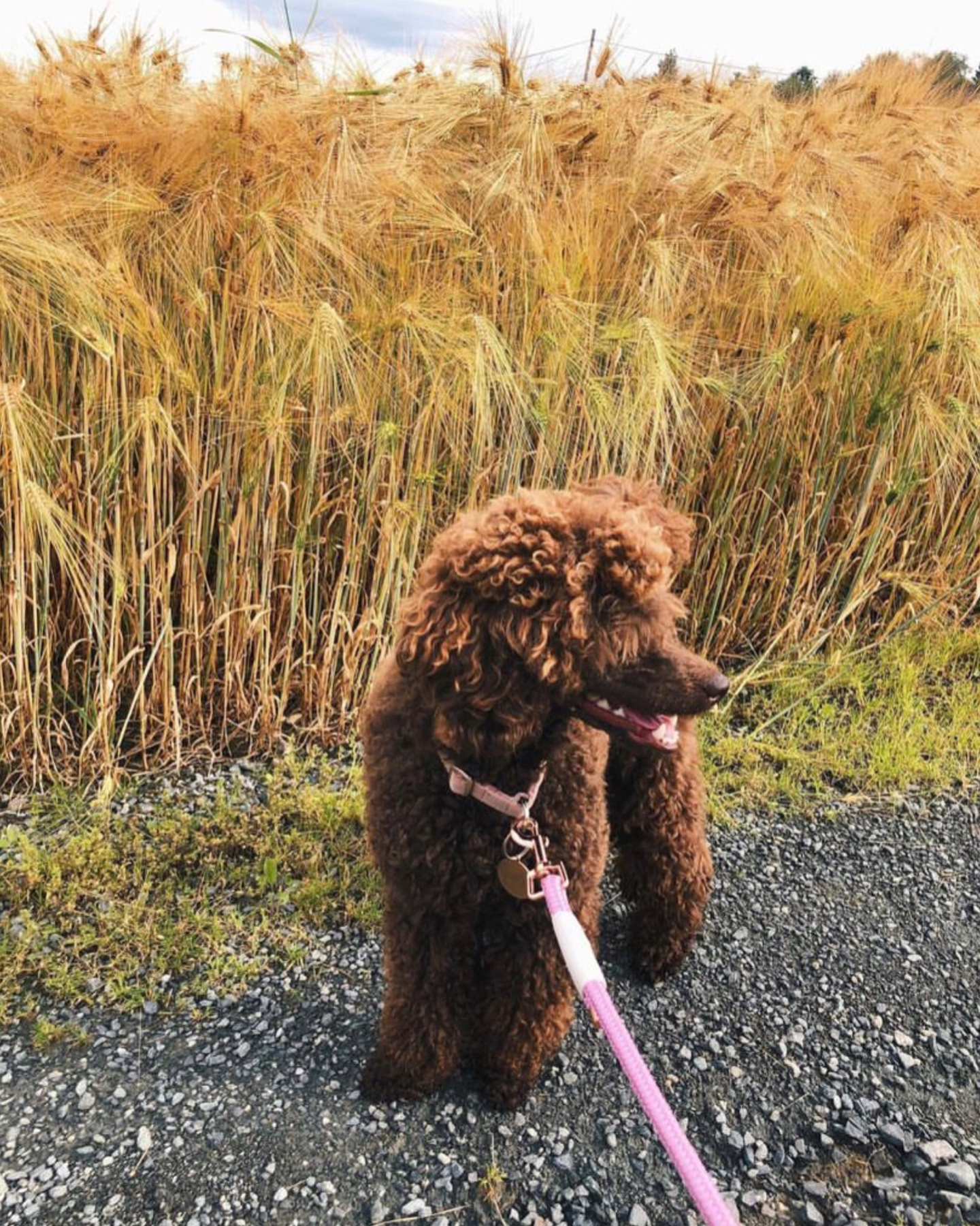 A dog on a walk with his owner wondering how much is a brown poodle