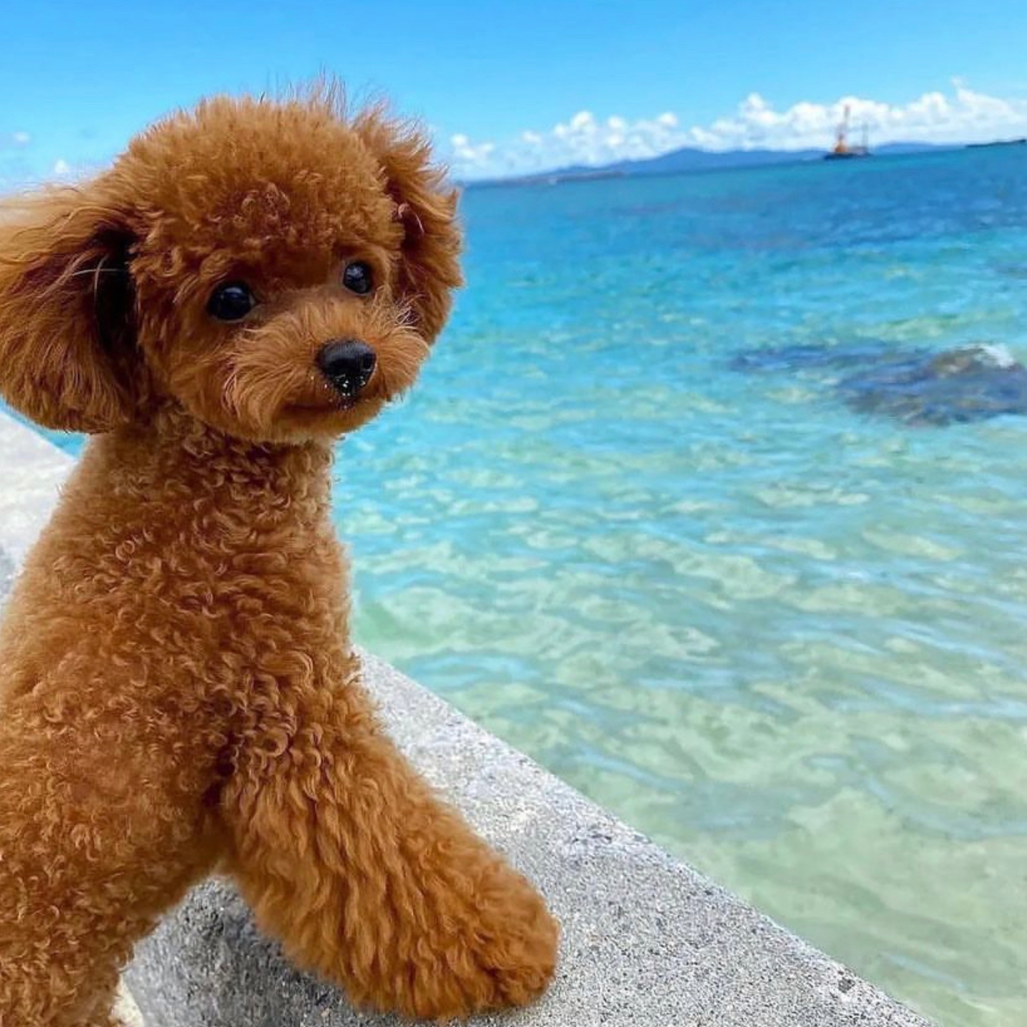 A poodle enjoying the seaside