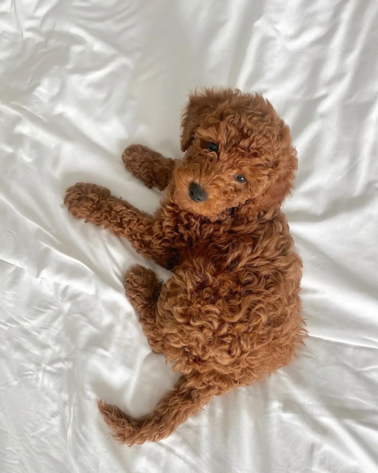 A red labradoodle laying on white sheets