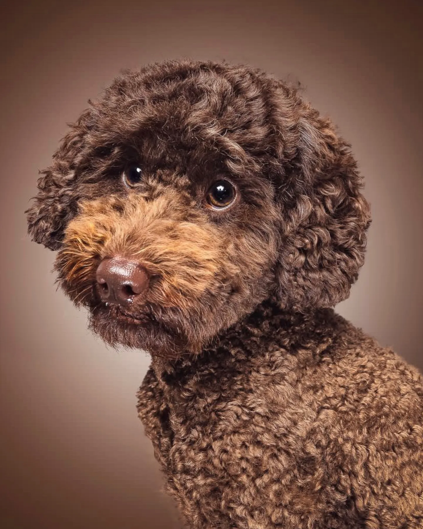 The Portrait of a beautiful brown Poodle