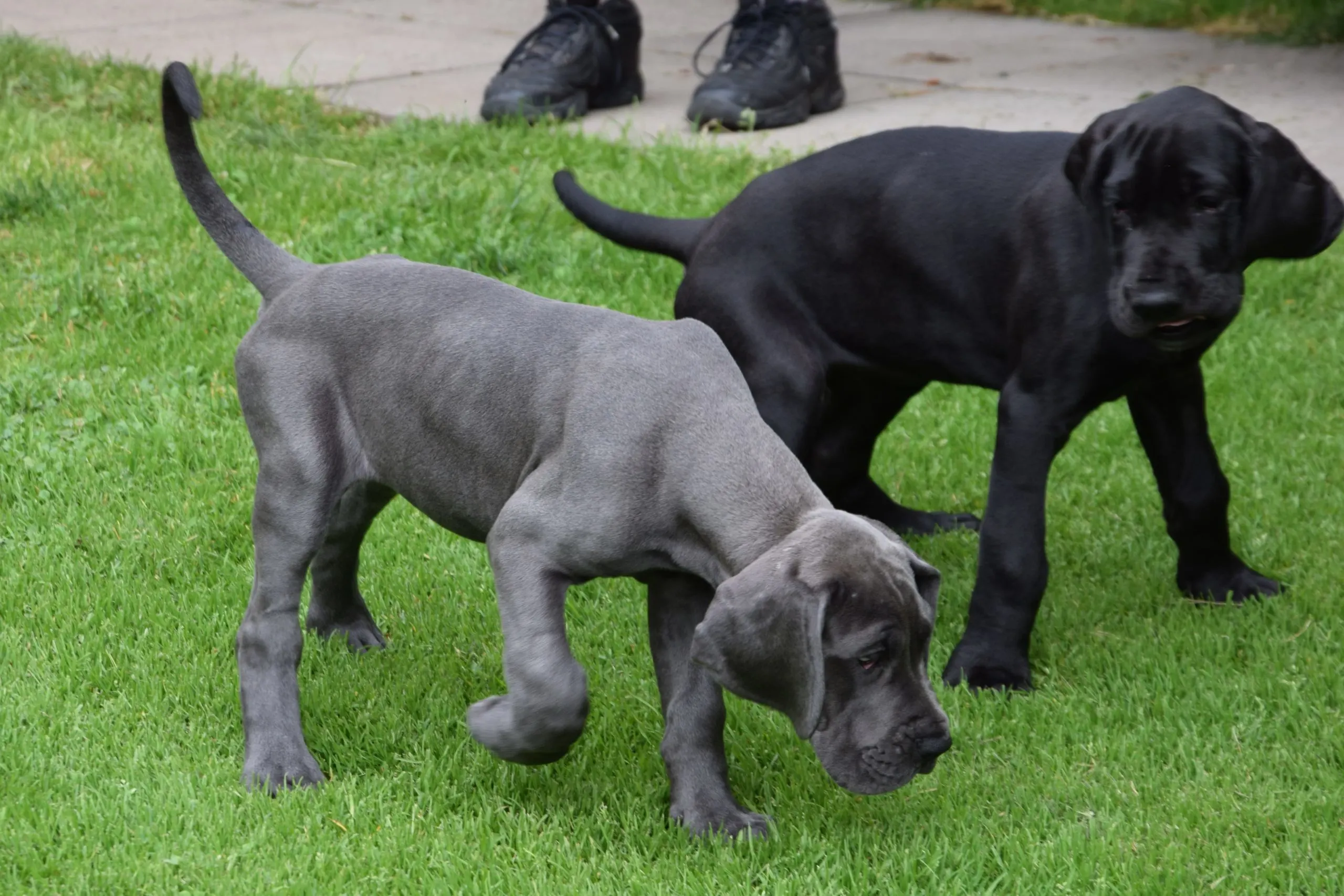 What Is The Rarest Great Dane Color? One gray and black Great Dane puppy walking in a garden