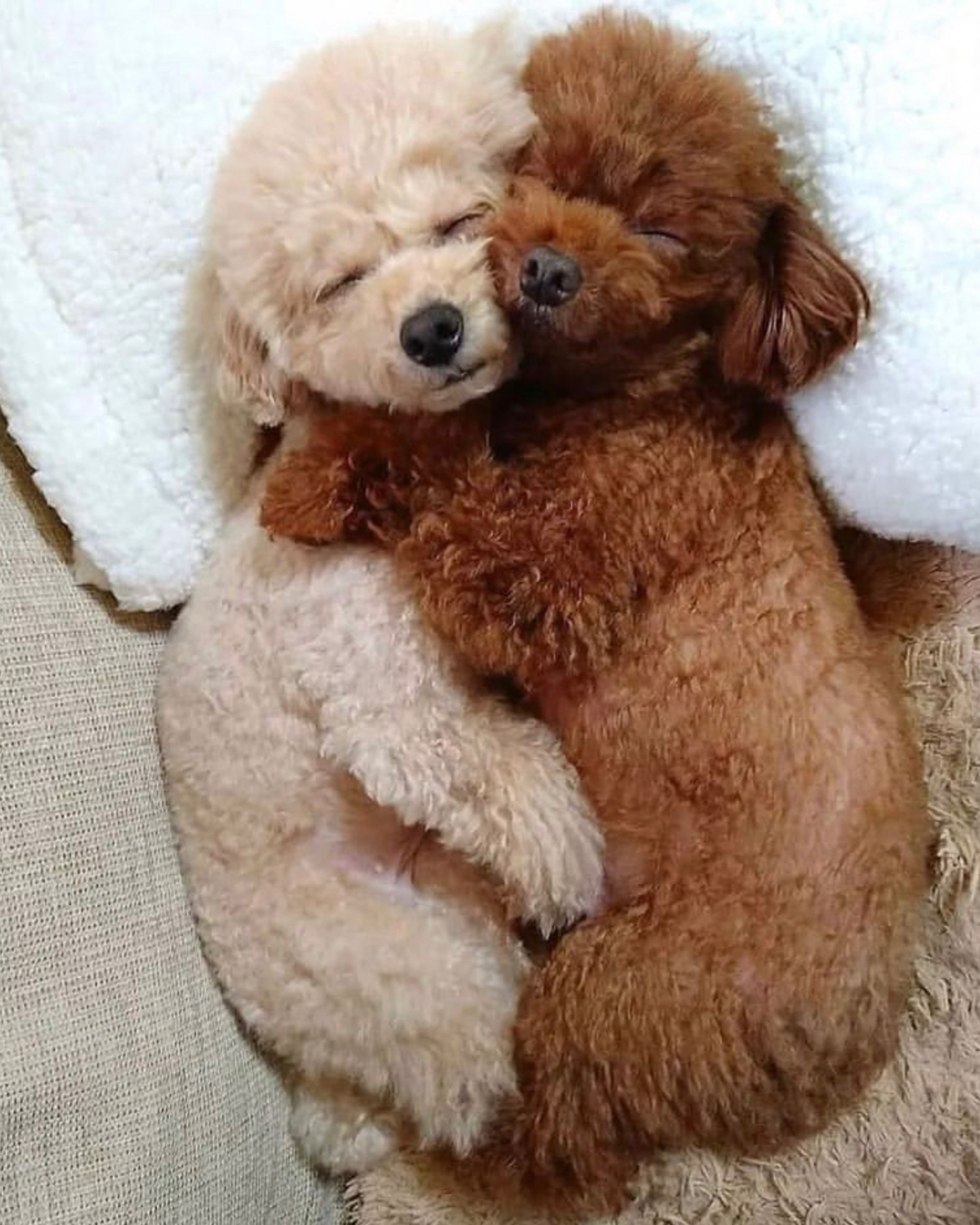 Two Poodles cuddling while someone wonders what is the rarest Poodle color