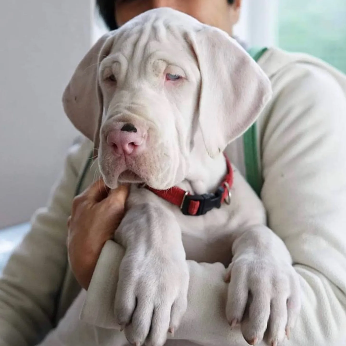 A white Great Dane in his owner’s arms while he wonders what is the rarest great dane color? 