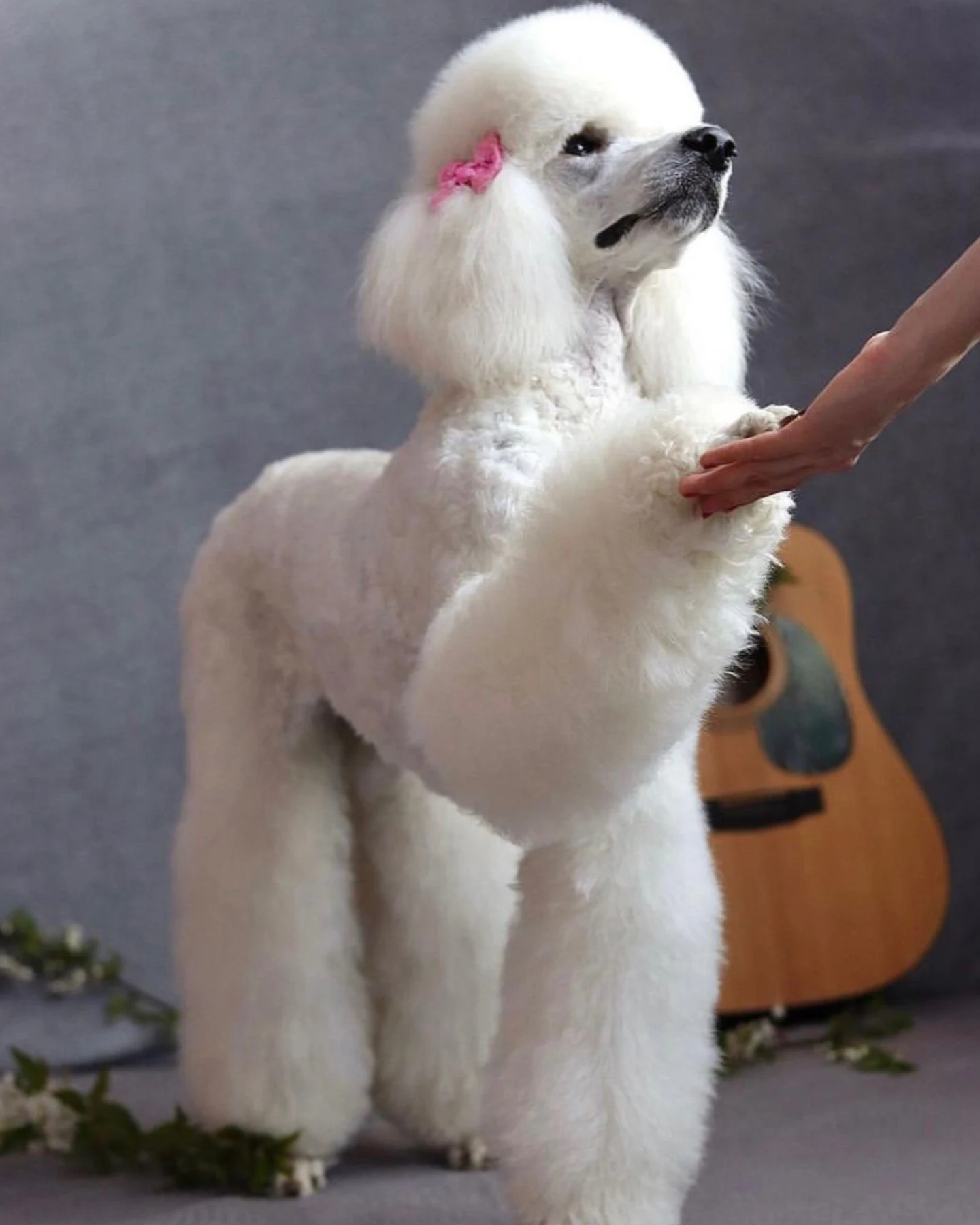 A white Poodle looking absolutely fabulous 