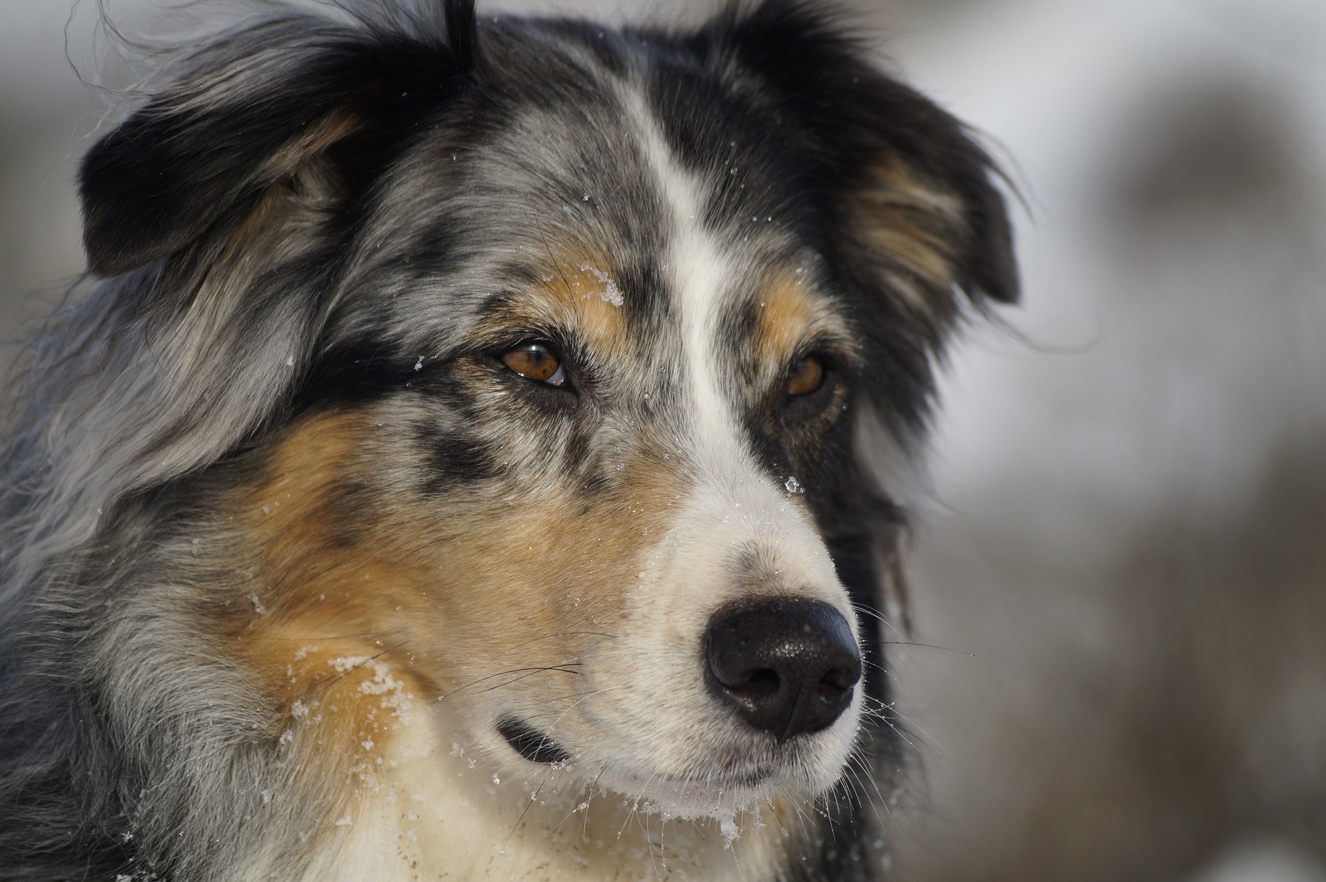 All About Merle Aussies: The Genetic Mutation that Makes Us Do a Double Take!