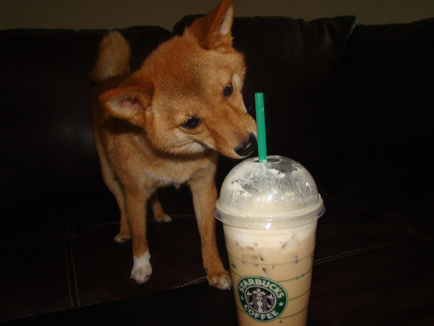 a dog sniffing on a drink while his owner wonders What is a Starbucks Puppuccino made of?