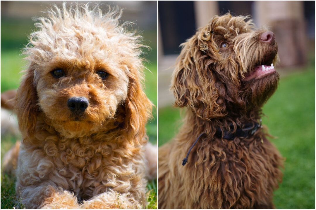 Labradoodle VS Goldendoodle: Which One Should You Choose?