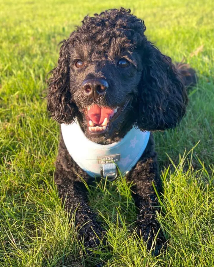 black-labradoodle-on-the-grass